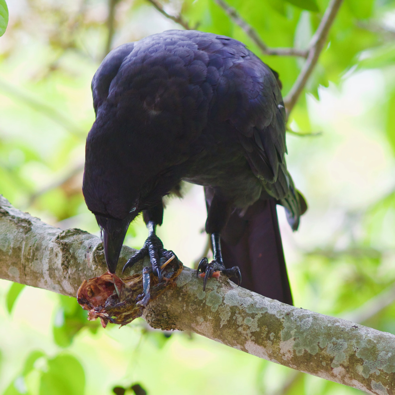 Canon EOS 60D + Canon EF 200mm F2.8L II USM sample photo. Australian raven with frog photography