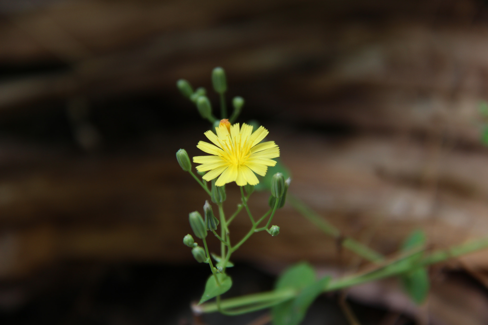 Canon EF-S 18-200mm F3.5-5.6 IS sample photo. 고향에서``````귀여워서^^찰칵 photography