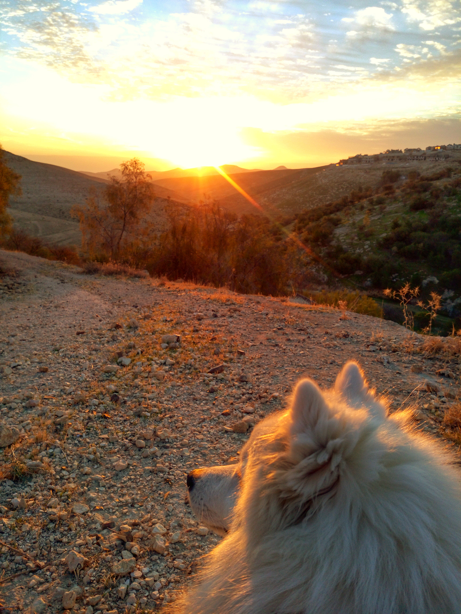 Meizu MX5 sample photo. Sunny dog photography