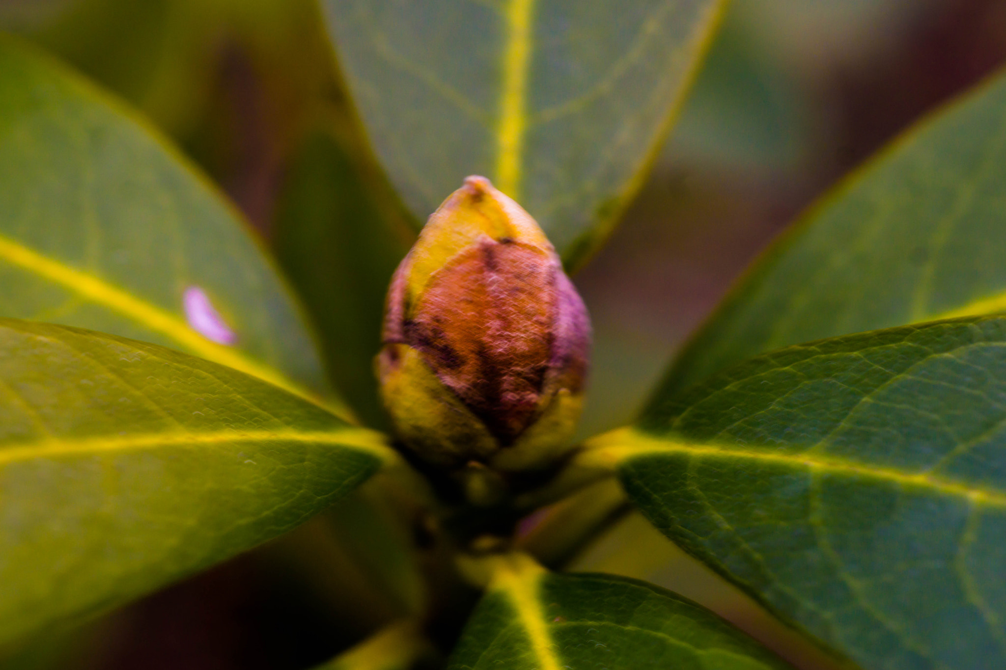 MACRO 50mm F2.8 sample photo. Der kälte trotzig entgegen photography