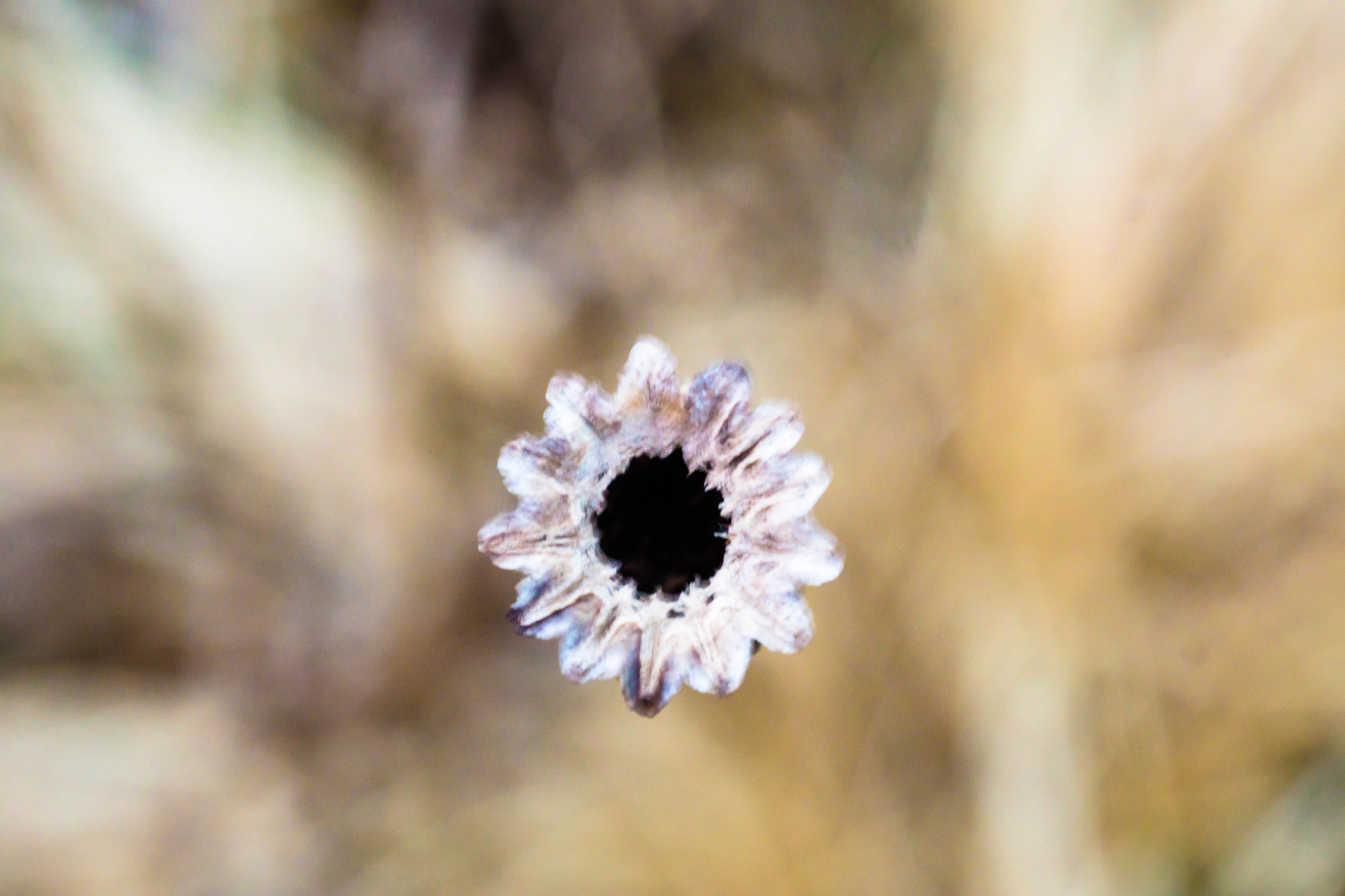 MACRO 50mm F2.8 sample photo. Noch-singular-schönchen photography