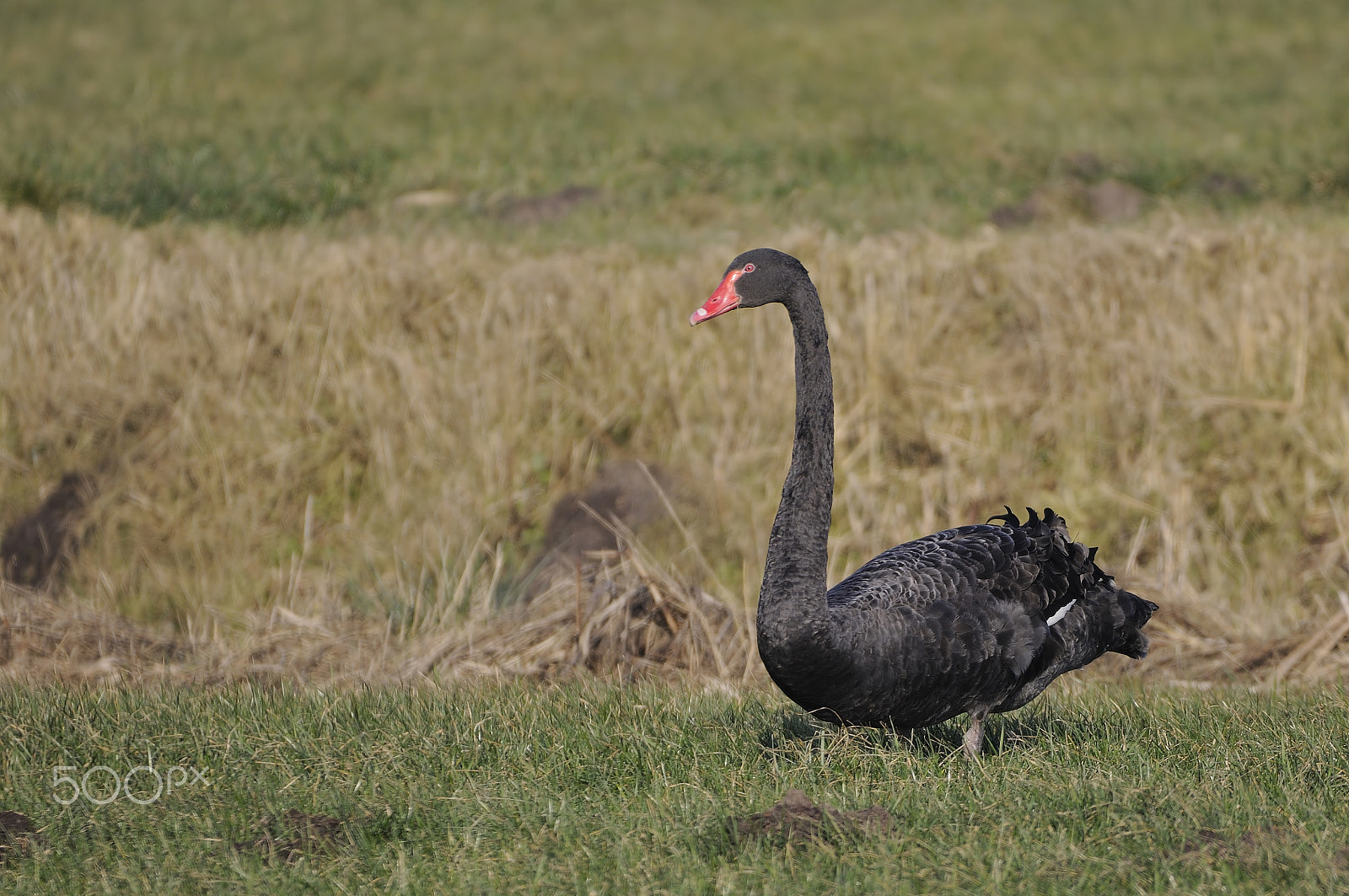 Sigma 150-600mm F5-6.3 DG OS HSM | C sample photo. Black swan photography