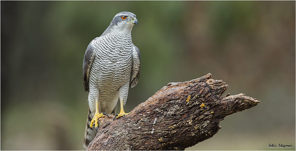 Canon EOS-1D X + Canon EF 500mm F4L IS USM sample photo. Azor photography