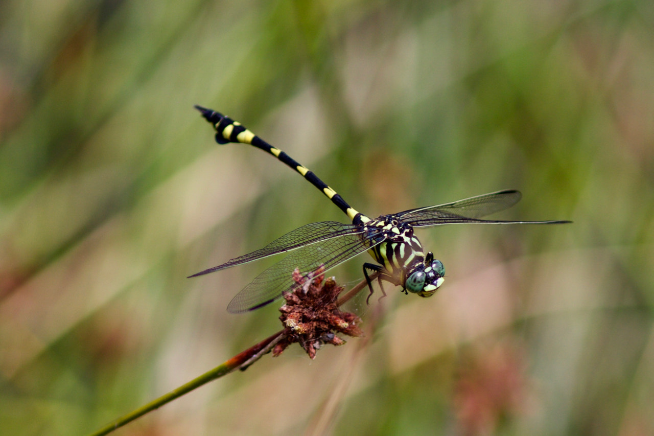 Canon EOS 60D + Canon EF 200mm F2.8L II USM sample photo. Dragonfly portrait photography