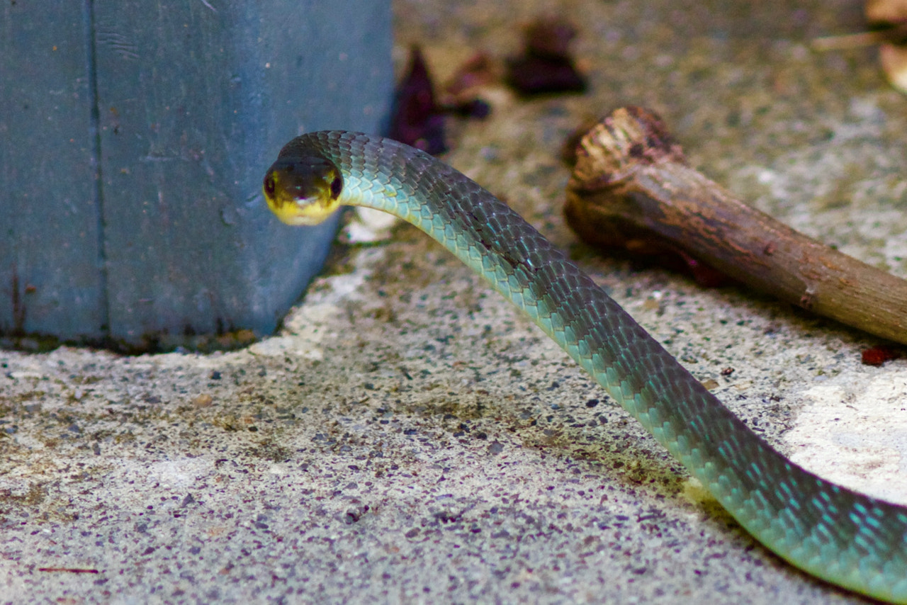 Canon EOS 60D + Canon EF 200mm F2.8L II USM sample photo. Treesnake at fountain photography