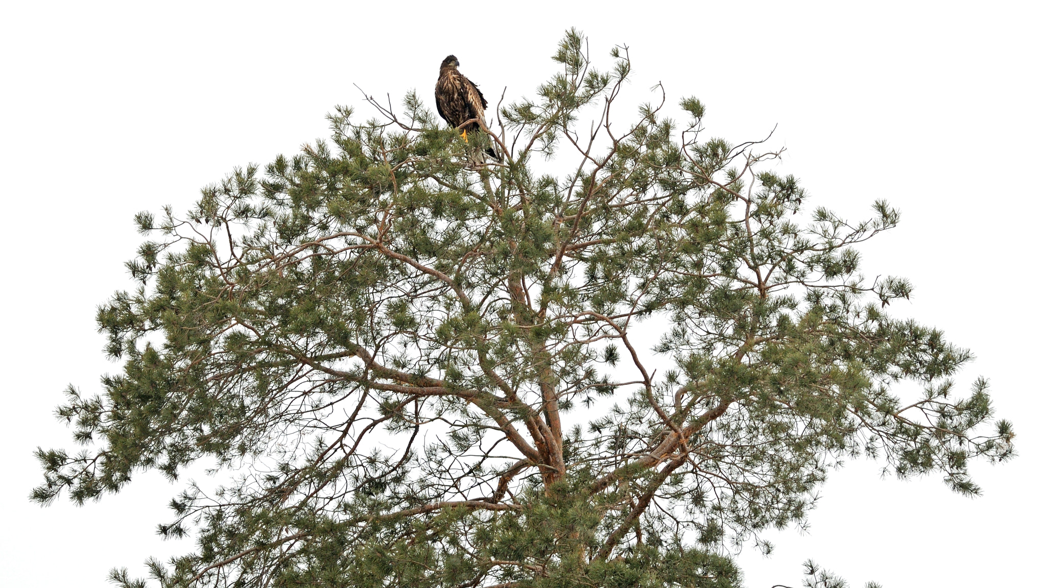 Nikon D300S + Nikon AF-S Nikkor 300mm F4D ED-IF sample photo. Favorite tree photography