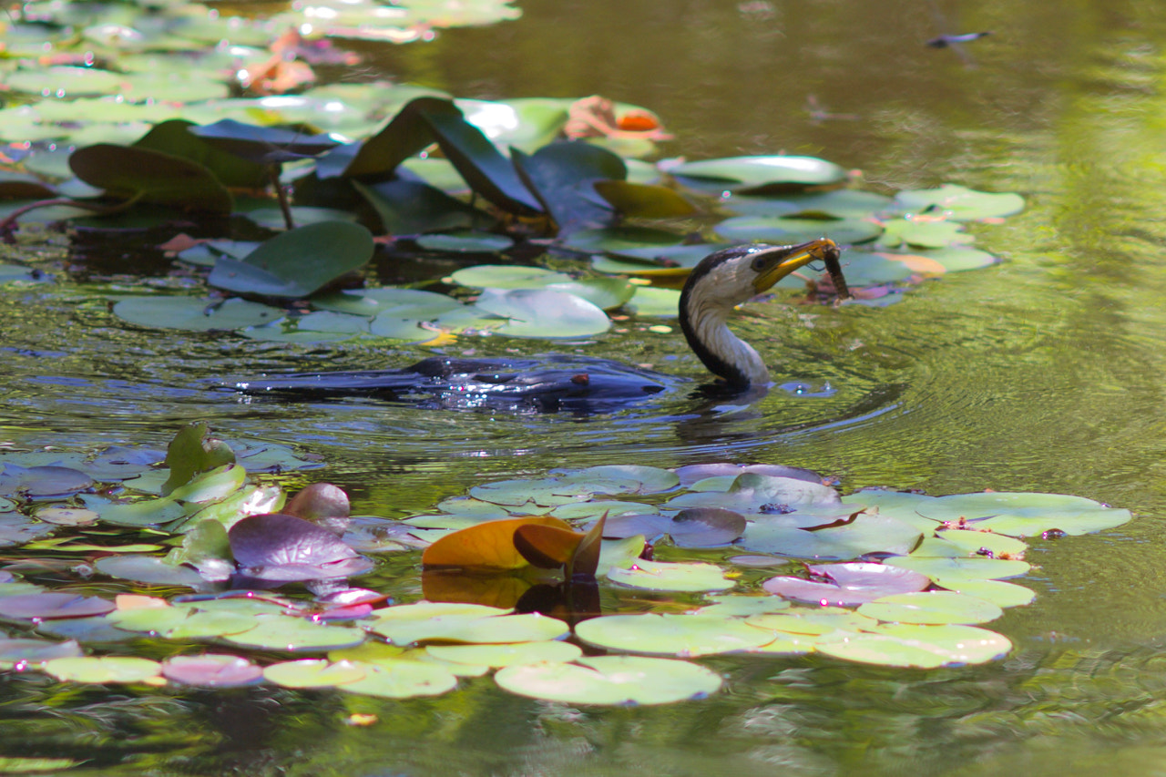 Canon EOS 60D sample photo. Cormorant with yabbie photography