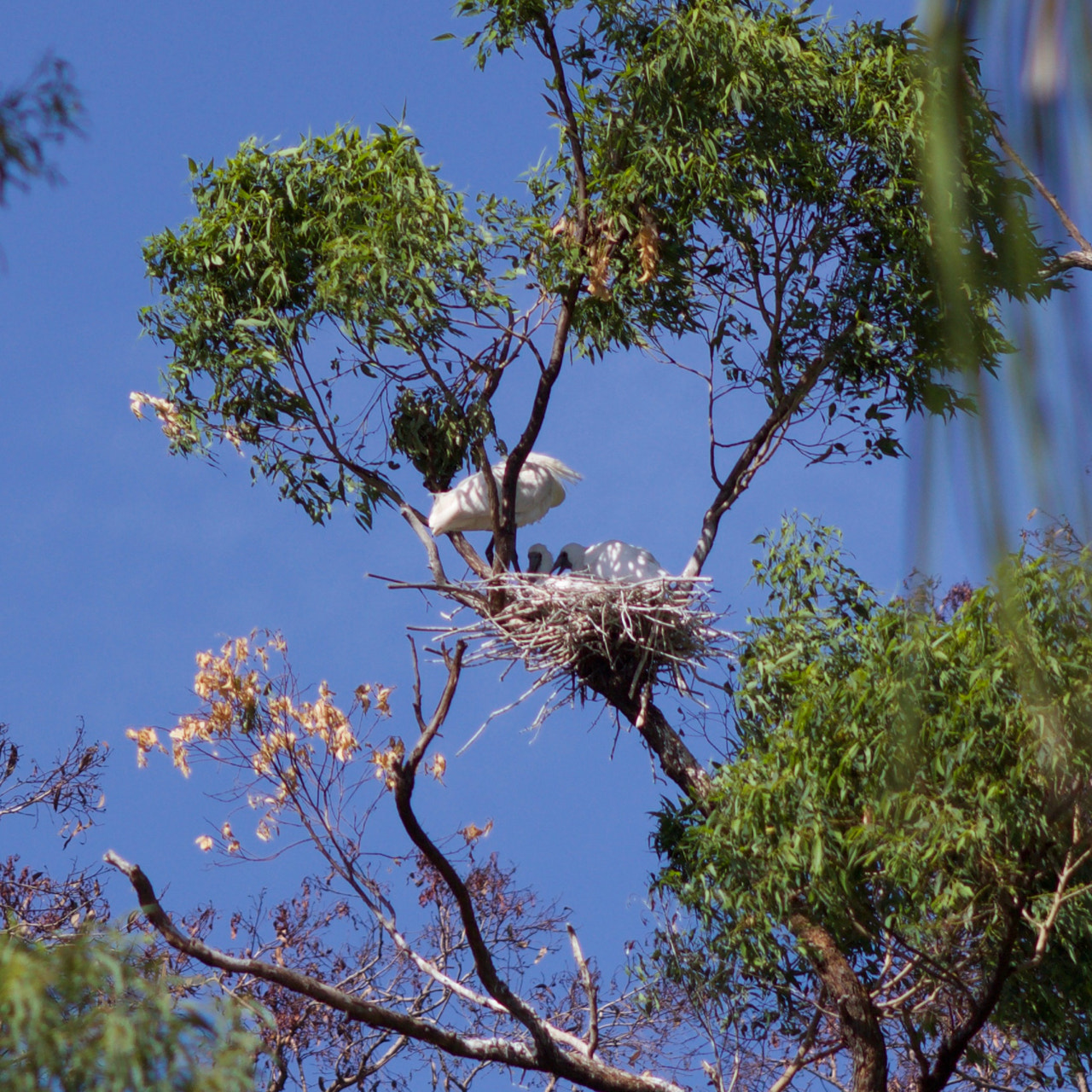 Canon EOS 60D + Canon EF 200mm F2.8L II USM sample photo. Royal spoonbill chicks photography