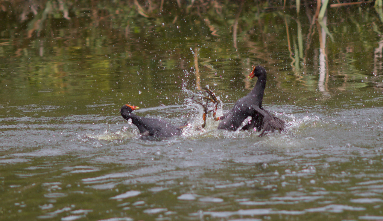 Canon EOS 60D + Canon EF 200mm F2.8L II USM sample photo. Moorhen fight photography
