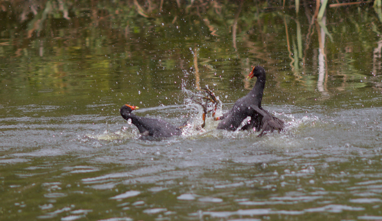 Canon EOS 60D sample photo. Moorhen fight photography