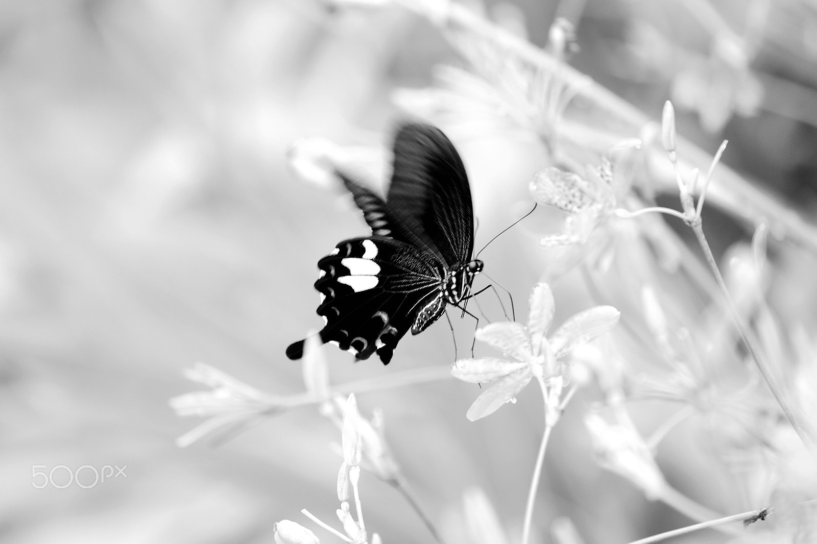 Canon EF 100-400mm F4.5-5.6L IS USM sample photo. Butterfly in spring photography
