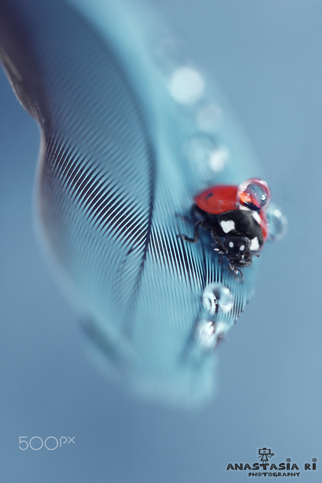 Canon EF 100mm F2.8 Macro USM sample photo. On the feather photography