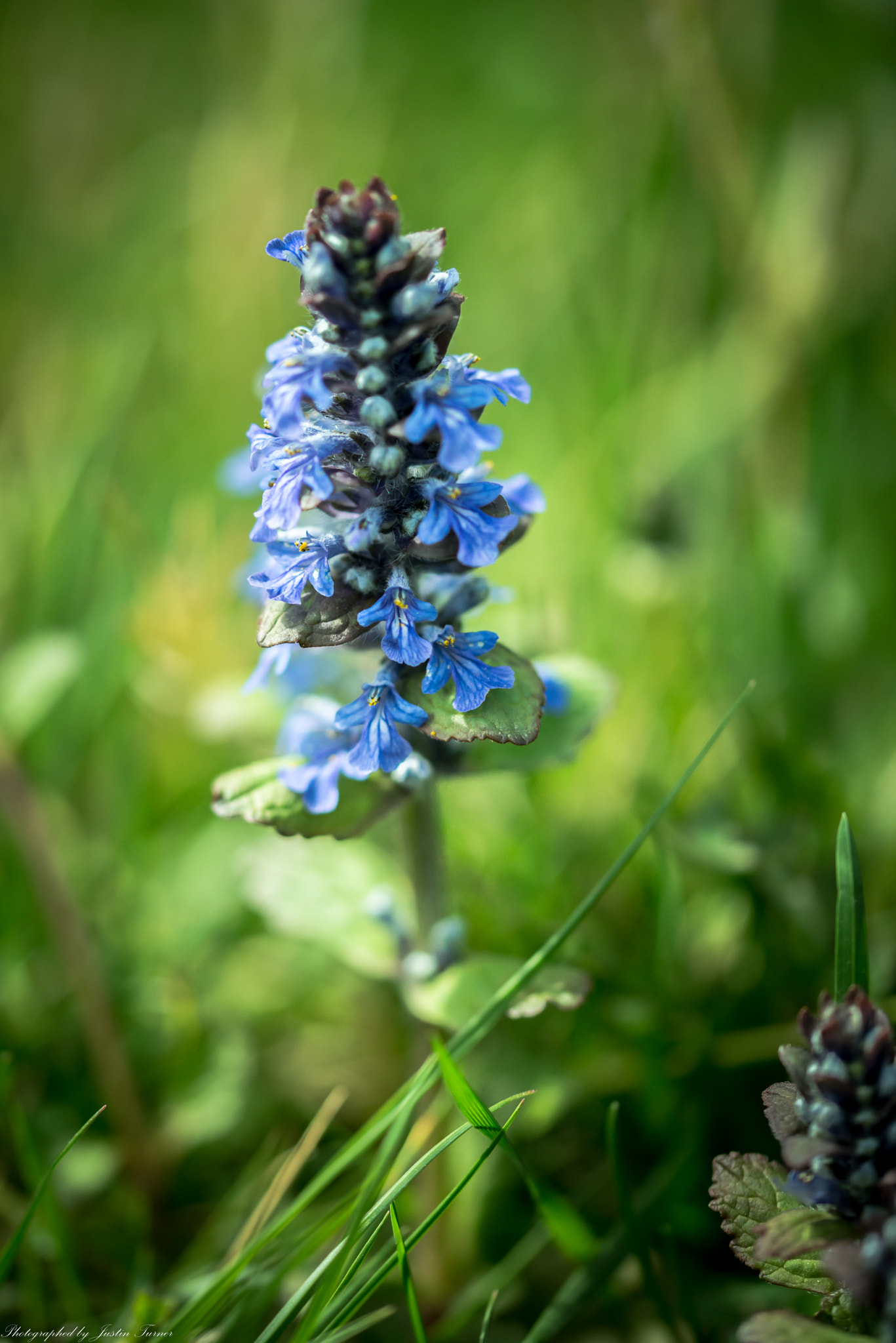 Sigma 105mm F2.8 EX DG OS HSM sample photo. Flowers photography