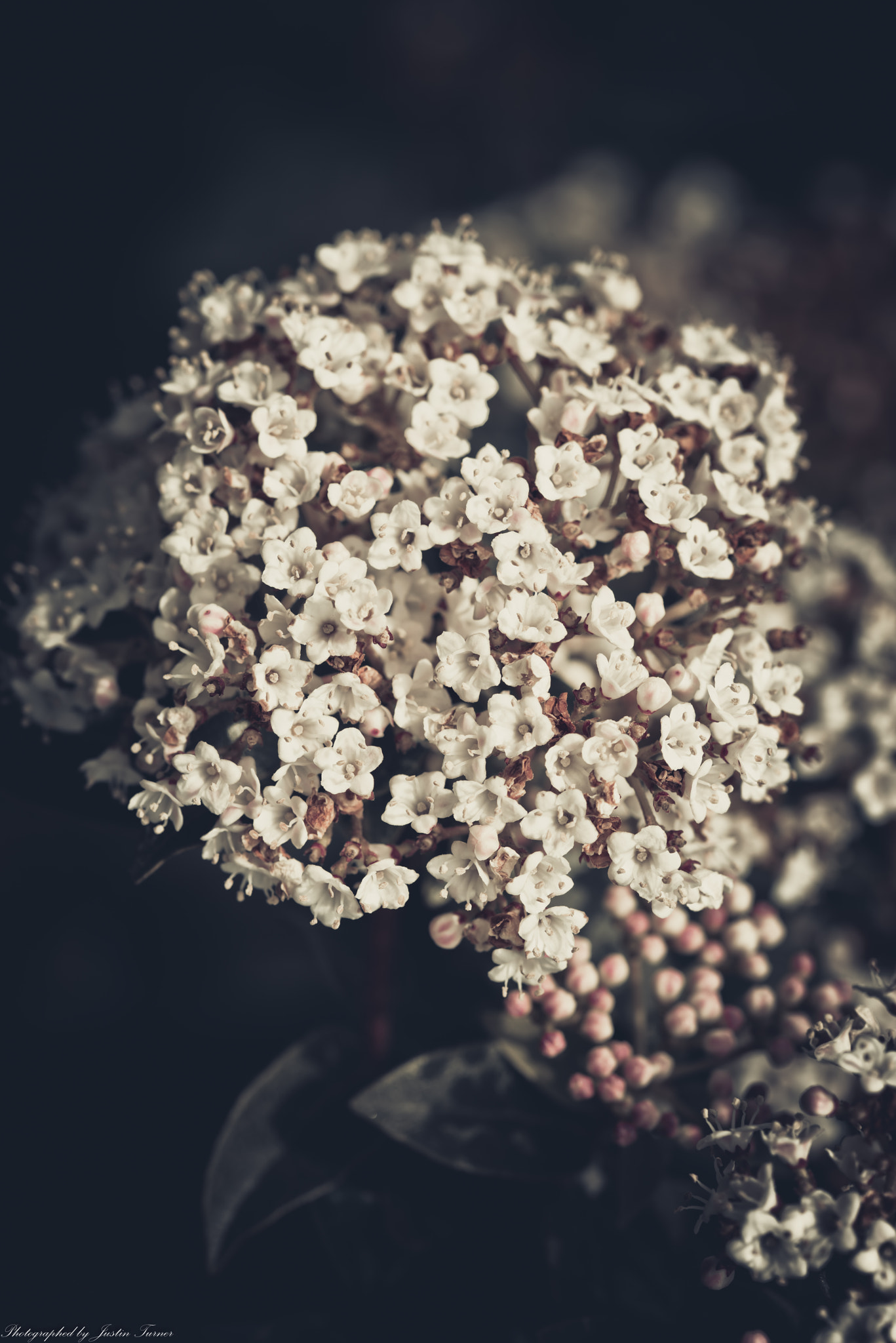 Sigma 105mm F2.8 EX DG OS HSM sample photo. Flowers photography