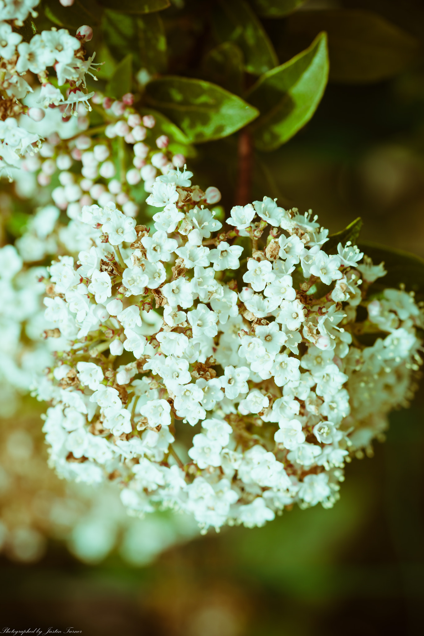 Sigma 105mm F2.8 EX DG OS HSM sample photo. Flowers photography