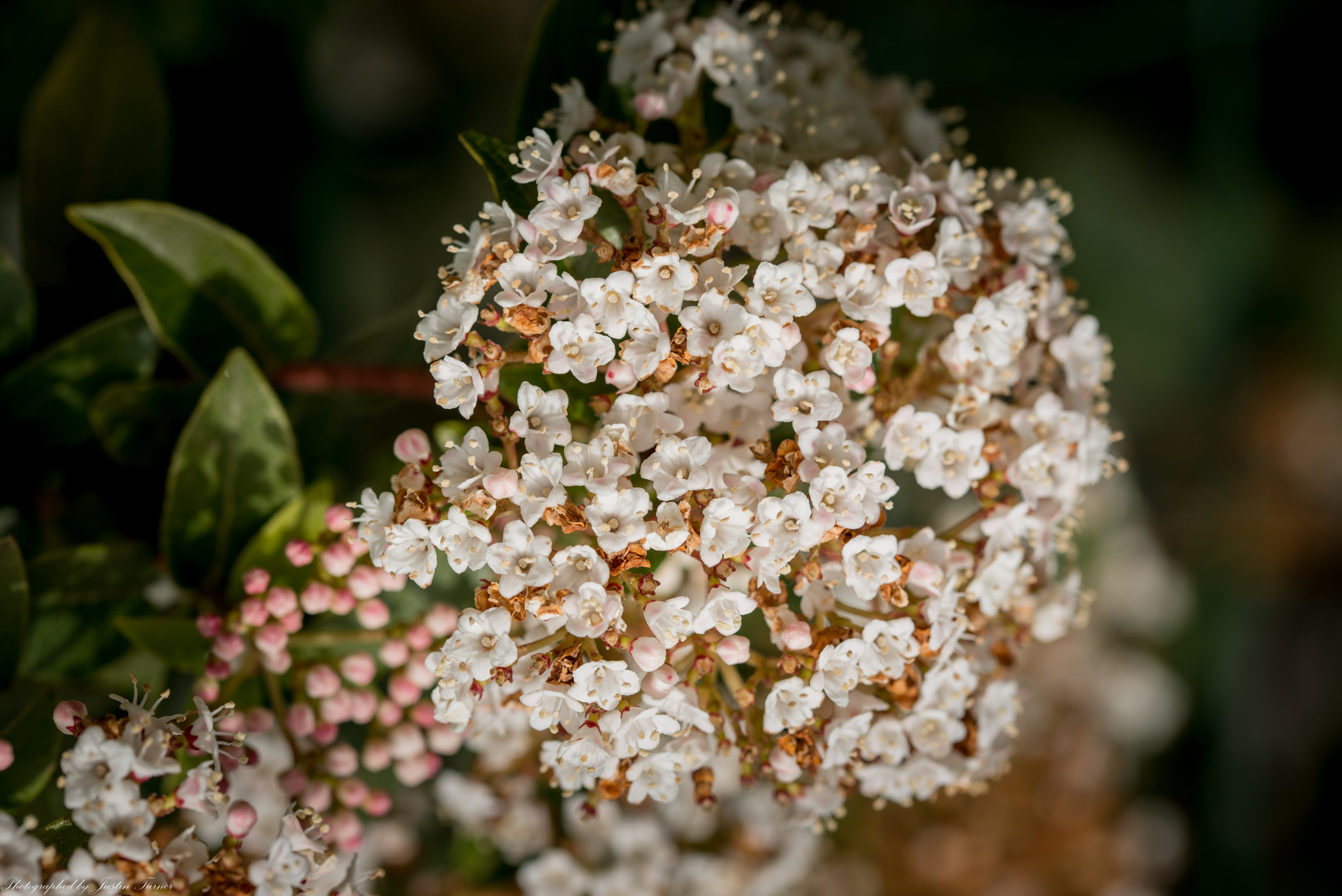 Nikon D800 sample photo. Flowers photography