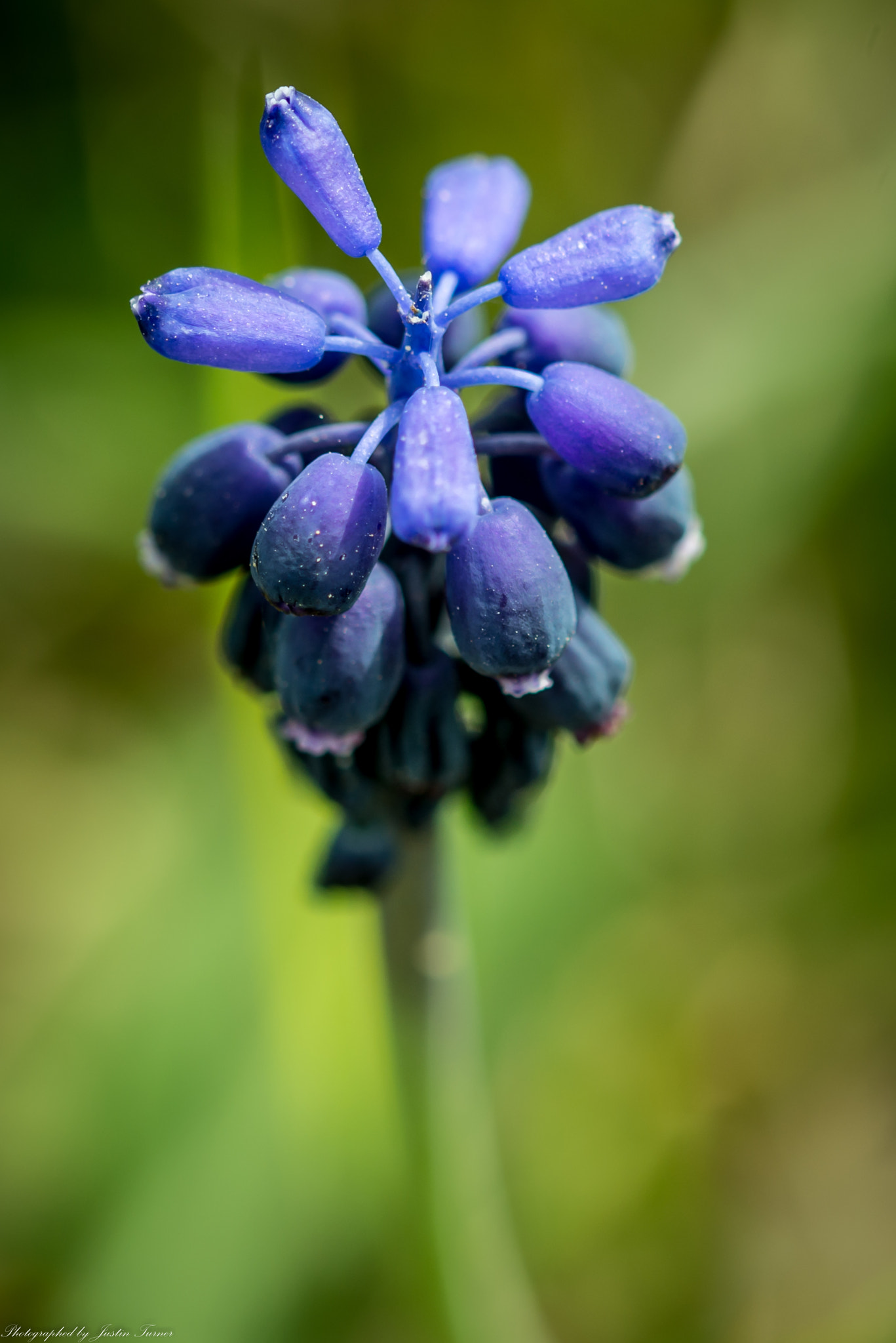 Sigma 105mm F2.8 EX DG OS HSM sample photo. Flowers photography