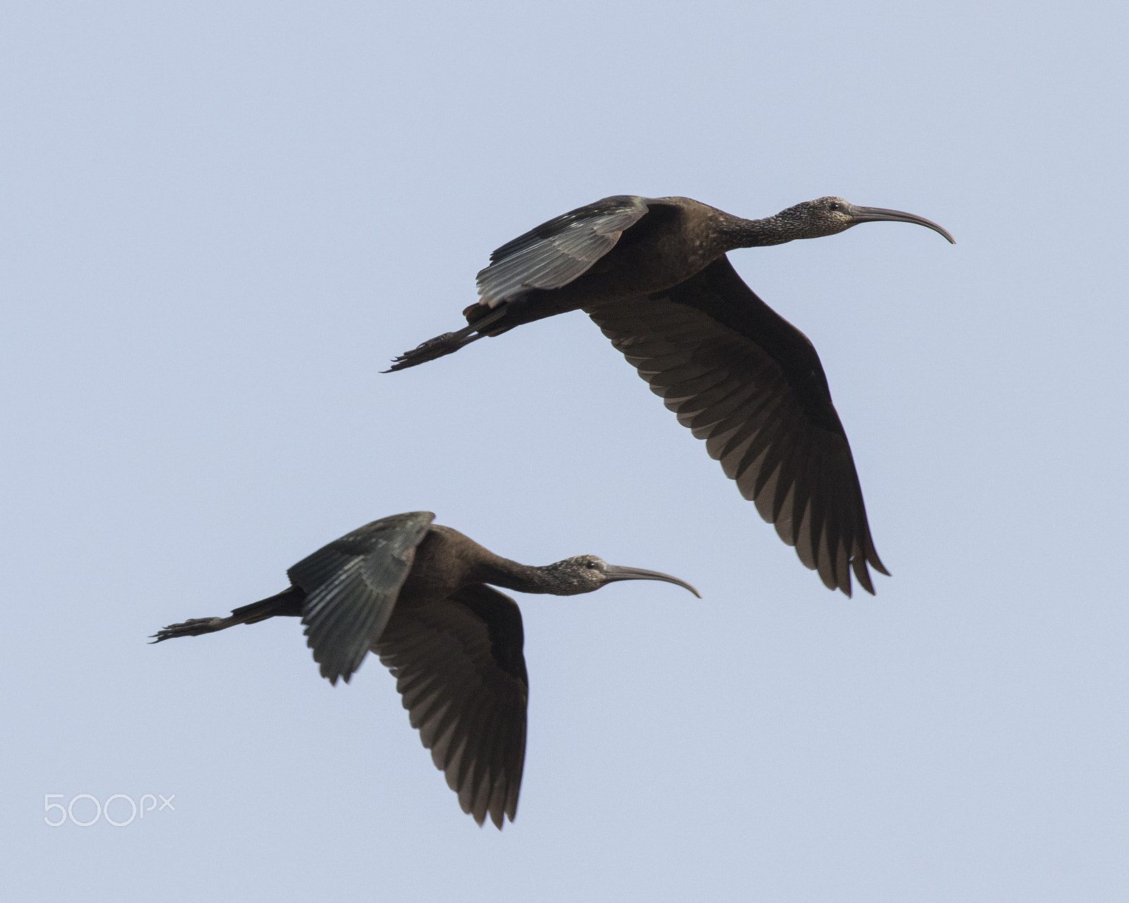 Canon EOS 80D + Canon EF 400mm F5.6L USM sample photo. Black birds_pair flying photography