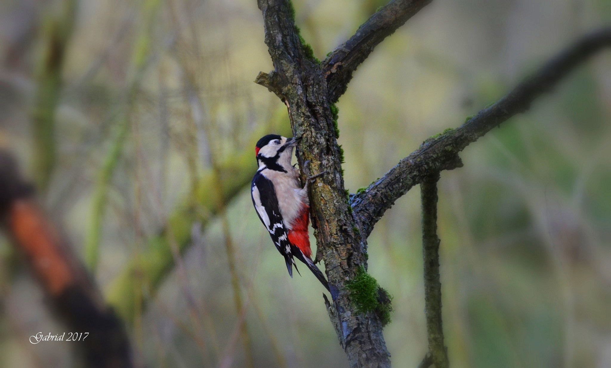 Sigma 150-600mm F5-6.3 DG OS HSM | C sample photo. Woodpecker photography