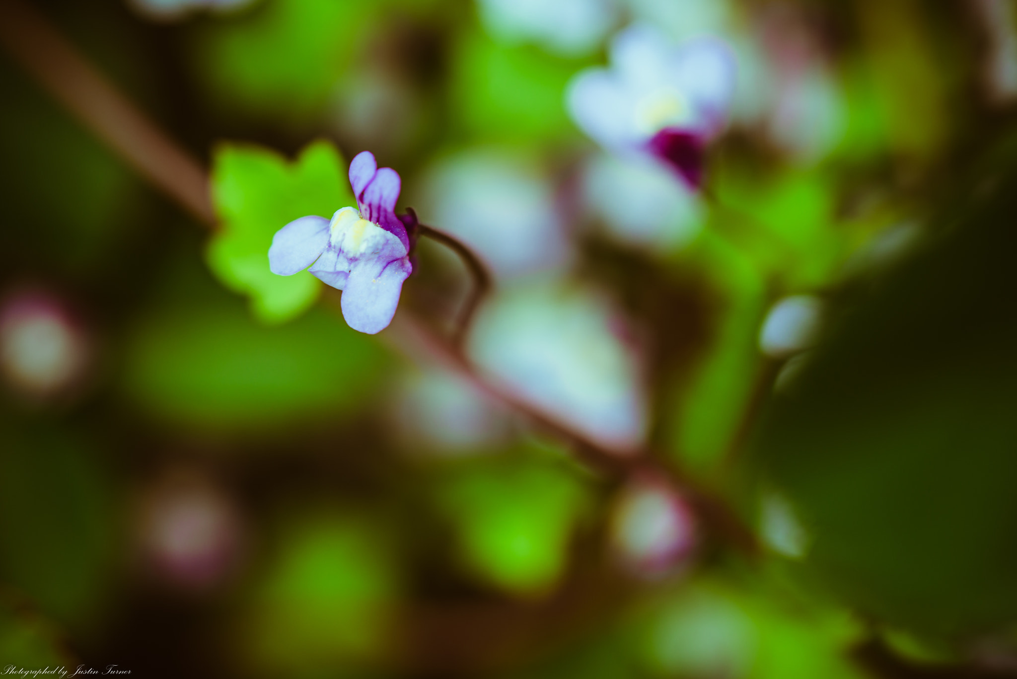 Sigma 105mm F2.8 EX DG OS HSM sample photo. Flowers photography