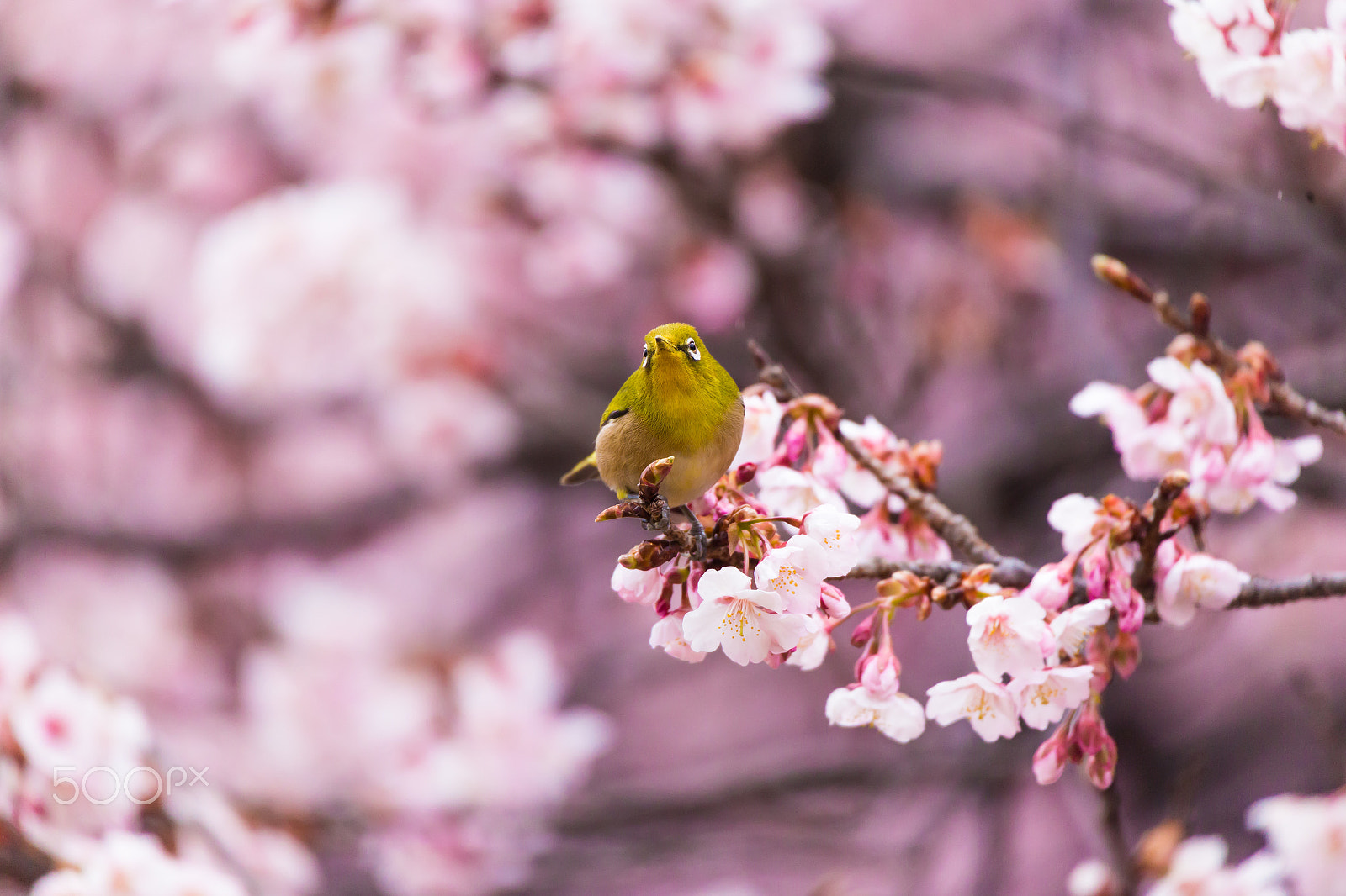 Canon EOS 6D sample photo. Japanese white-eye and cherry blossoms. photography