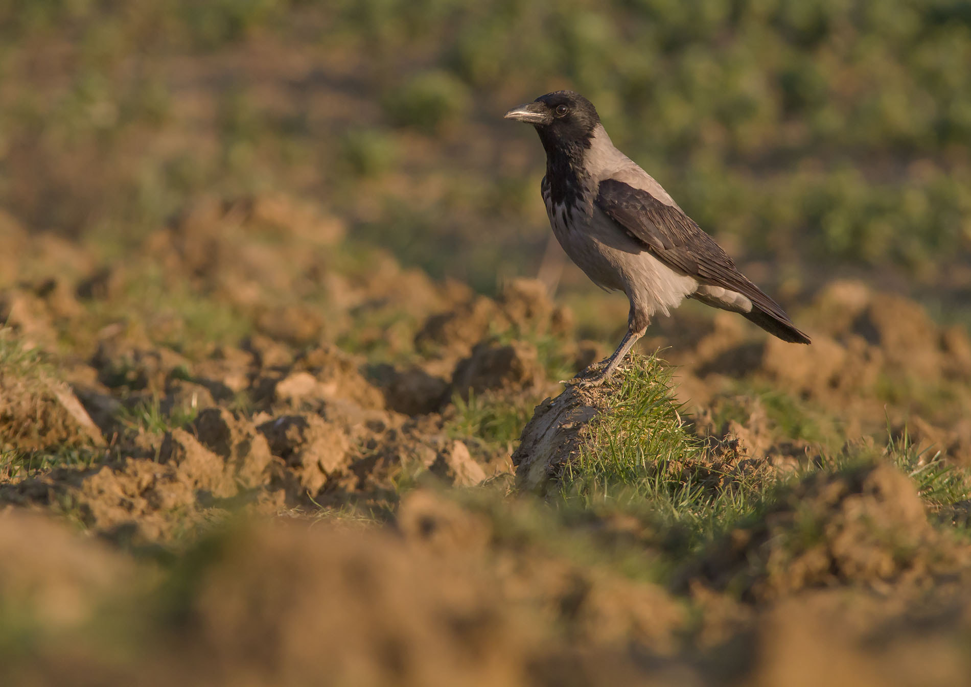Sigma 150-500mm F5-6.3 DG OS HSM sample photo. Hooded crow, cornacchia grigia photography
