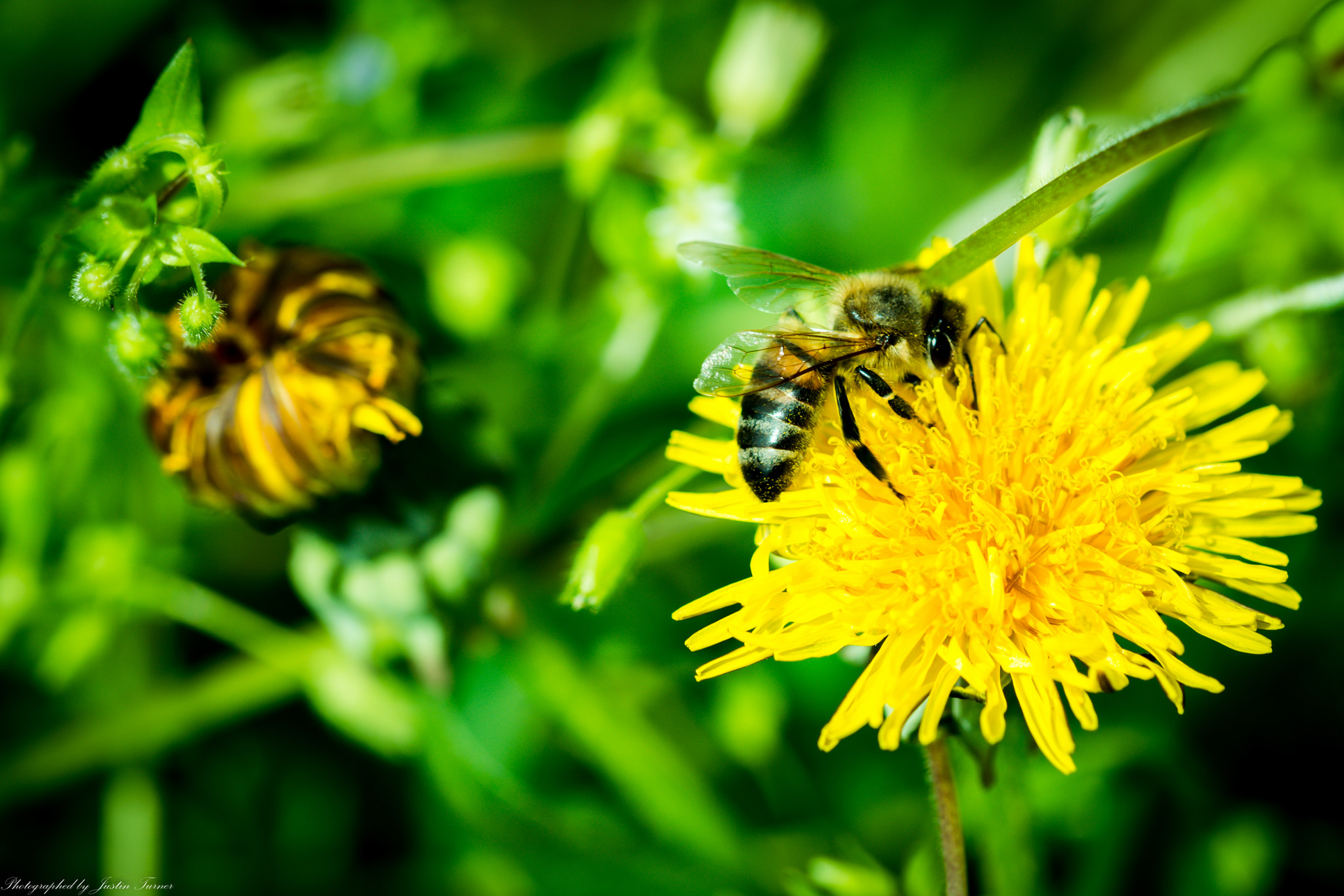 Sigma 105mm F2.8 EX DG OS HSM sample photo. Flowers photography