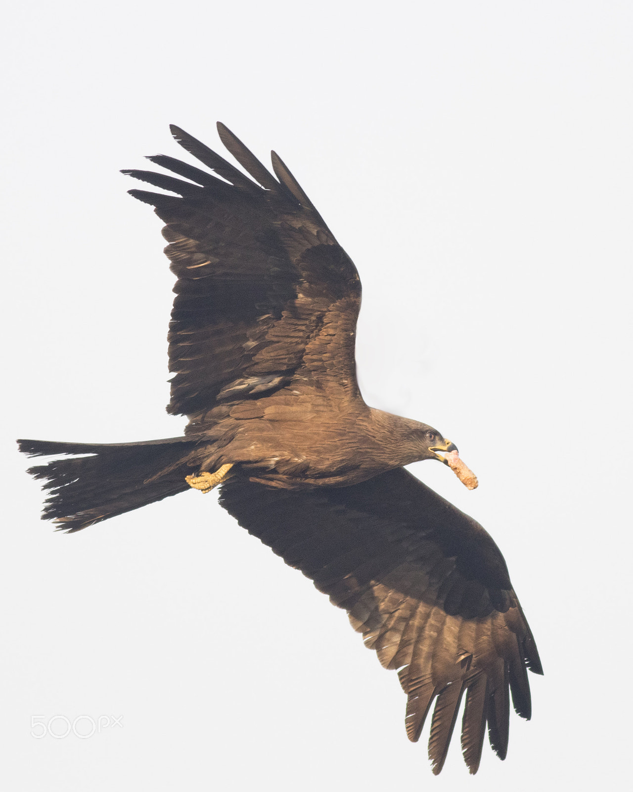 Canon EOS 80D + Canon EF 400mm F5.6L USM sample photo. Carrying food photography