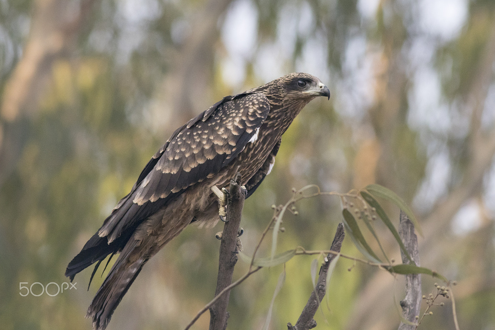 Canon EOS 80D + Canon EF 400mm F5.6L USM sample photo. Perched on a branch photography