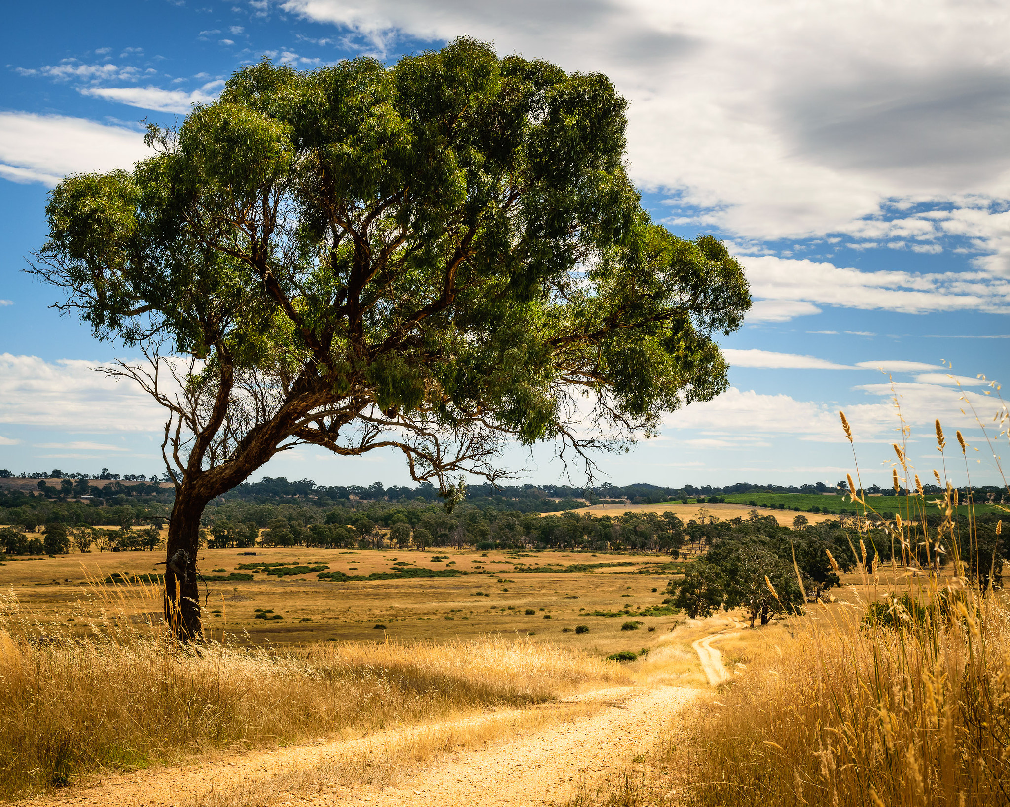 Nikon D5300 + Sigma 35mm F1.4 DG HSM Art sample photo. Country road photography