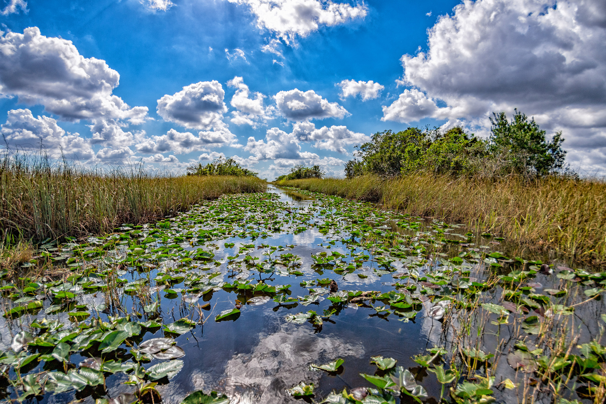 Nikon D5 sample photo. Everglades photography