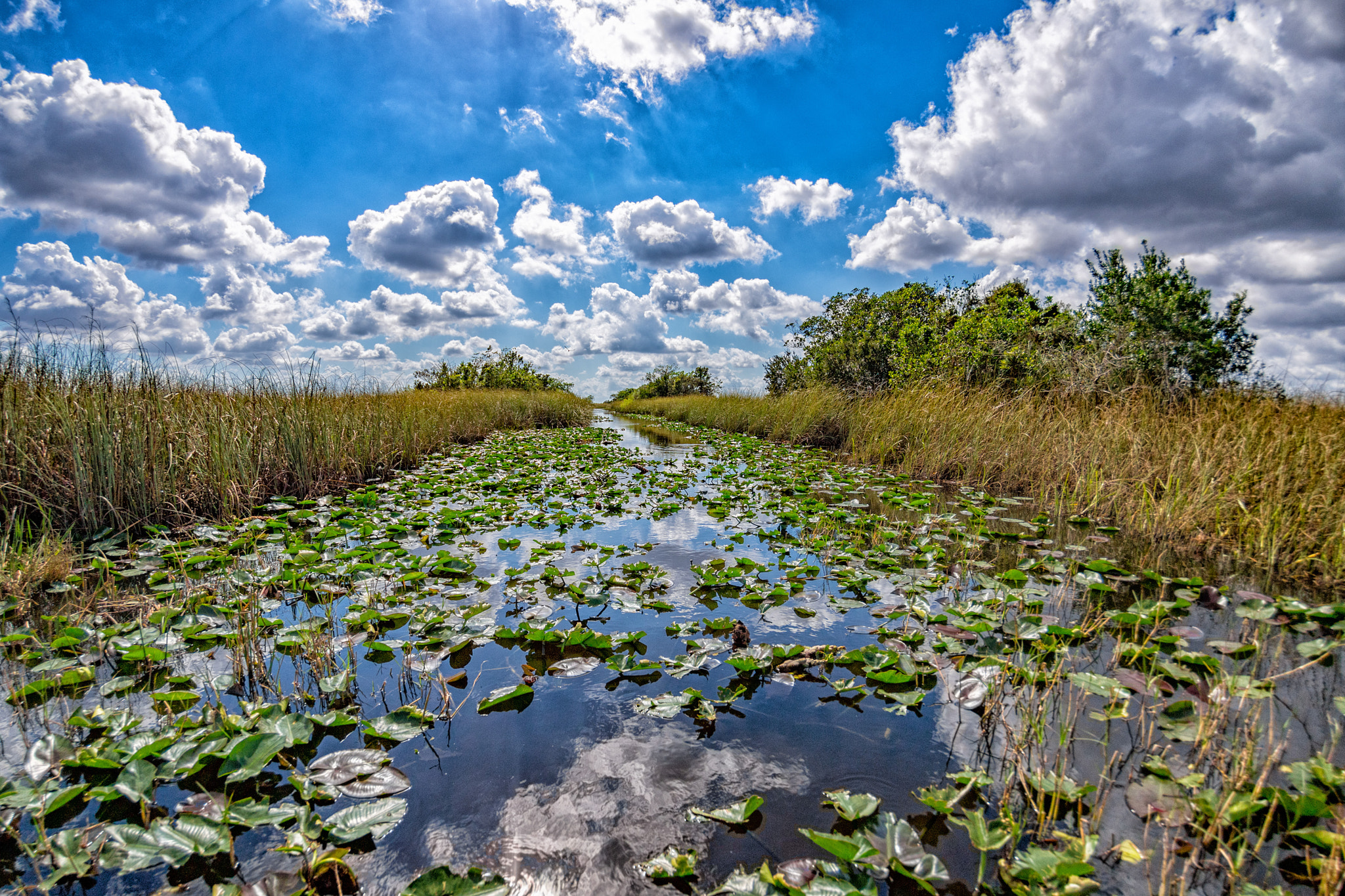 Tokina AT-X 10-17mm F3.5-4.5 DX Fisheye sample photo. Everglades photography