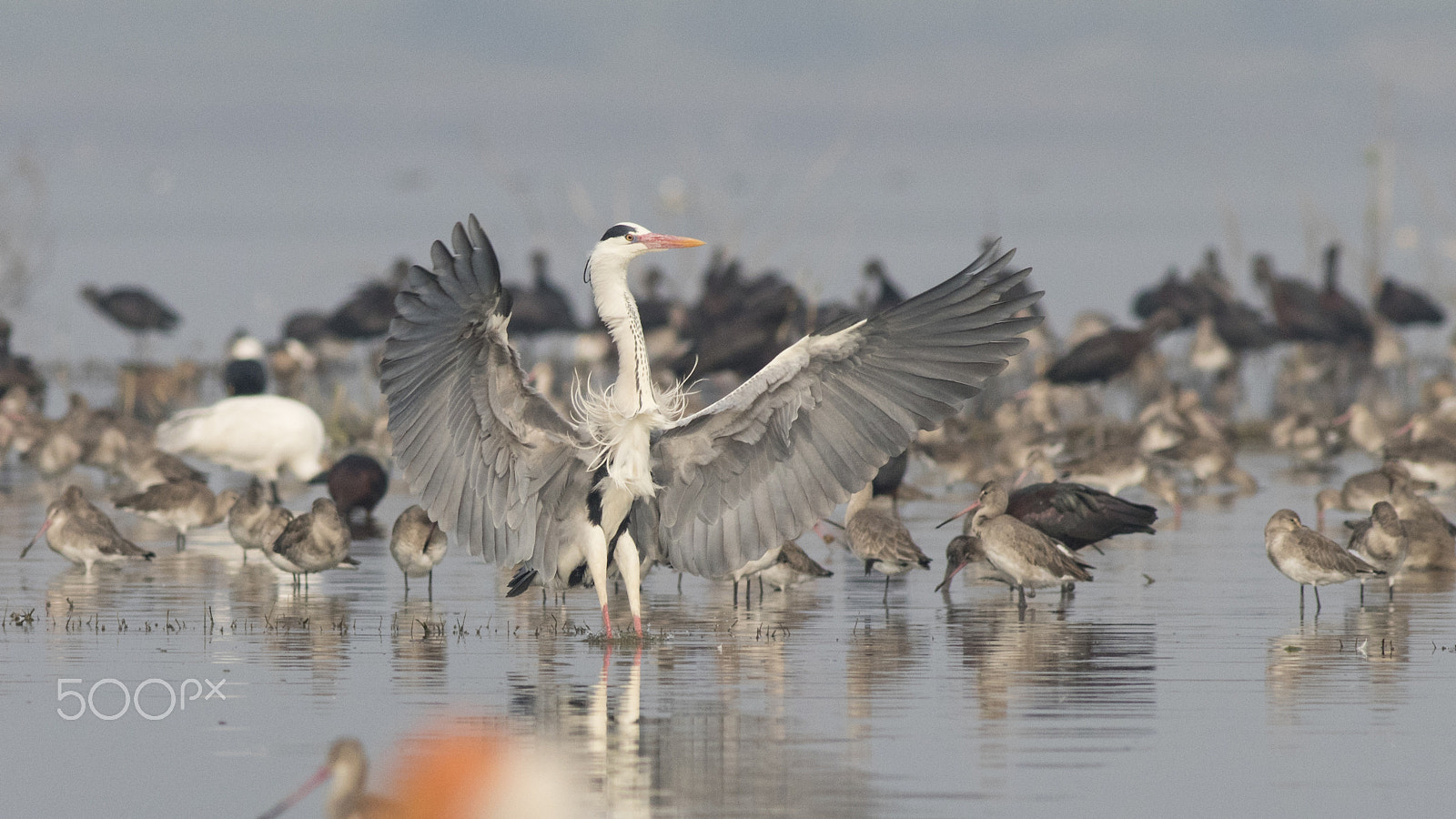 Canon EOS 80D + Canon EF 400mm F5.6L USM sample photo. Great blue heron photography