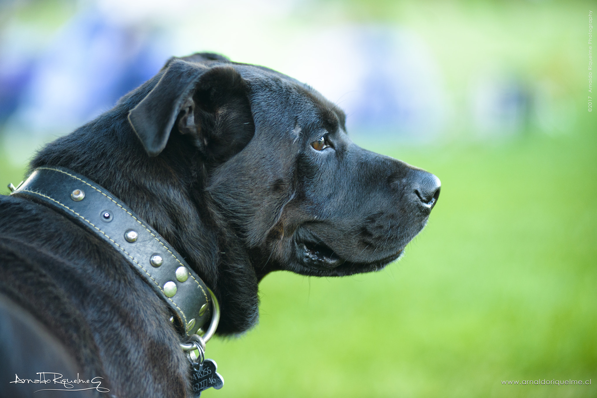 Nikon AF-Nikkor 80-200mm F2.8D ED sample photo. Dog portrait photography