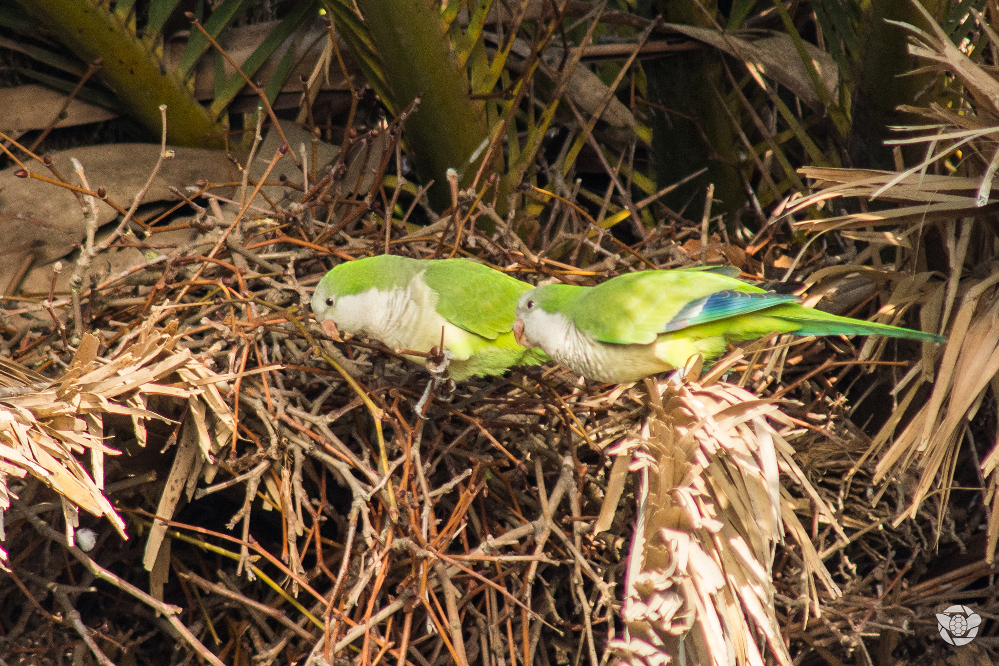 Nikon D7100 + AF Nikkor 300mm f/4 IF-ED sample photo. Psittacula krameri photography