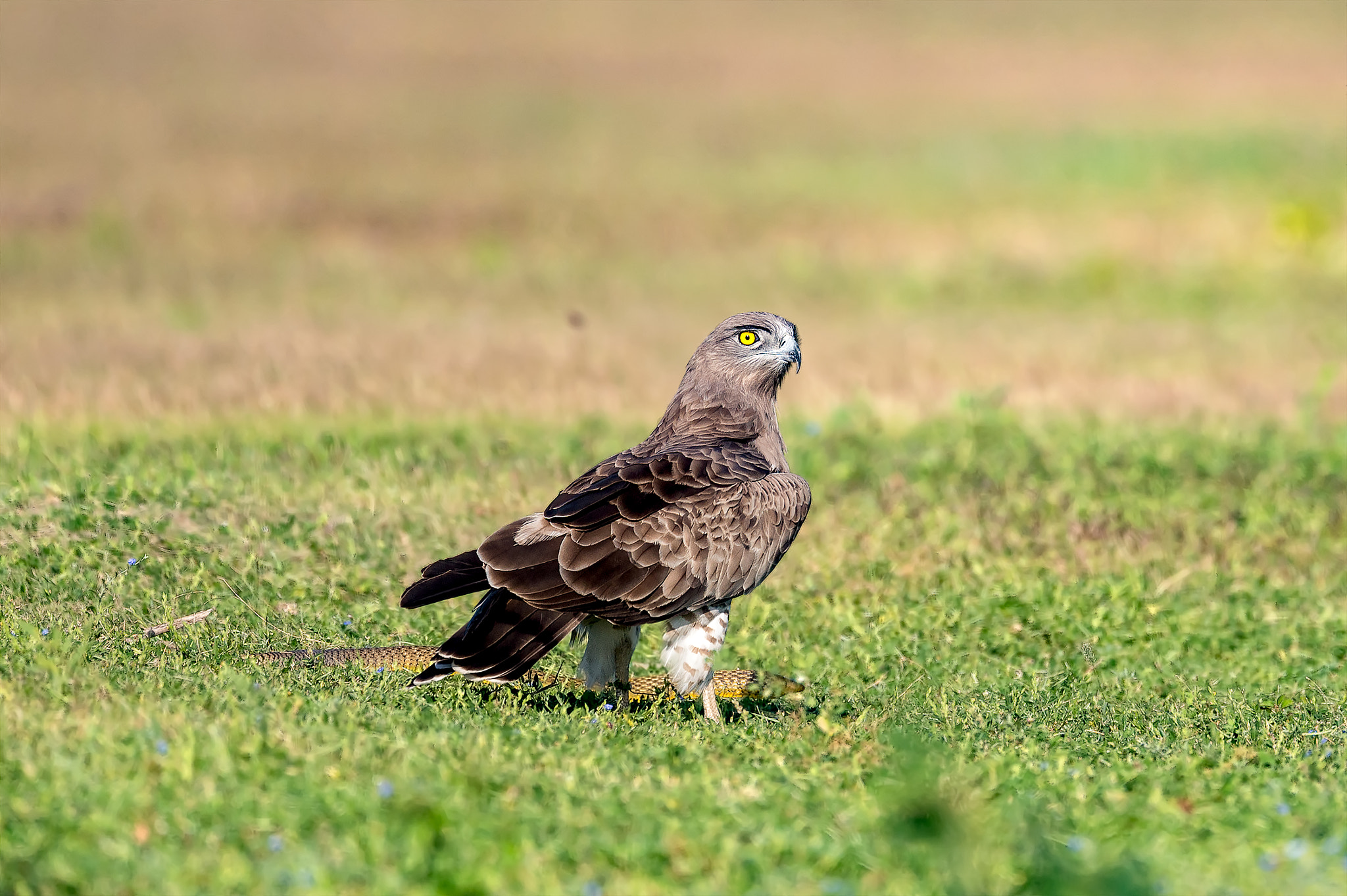 Nikon AF-S Nikkor 600mm F4E FL ED VR sample photo. Ste with live snake photography