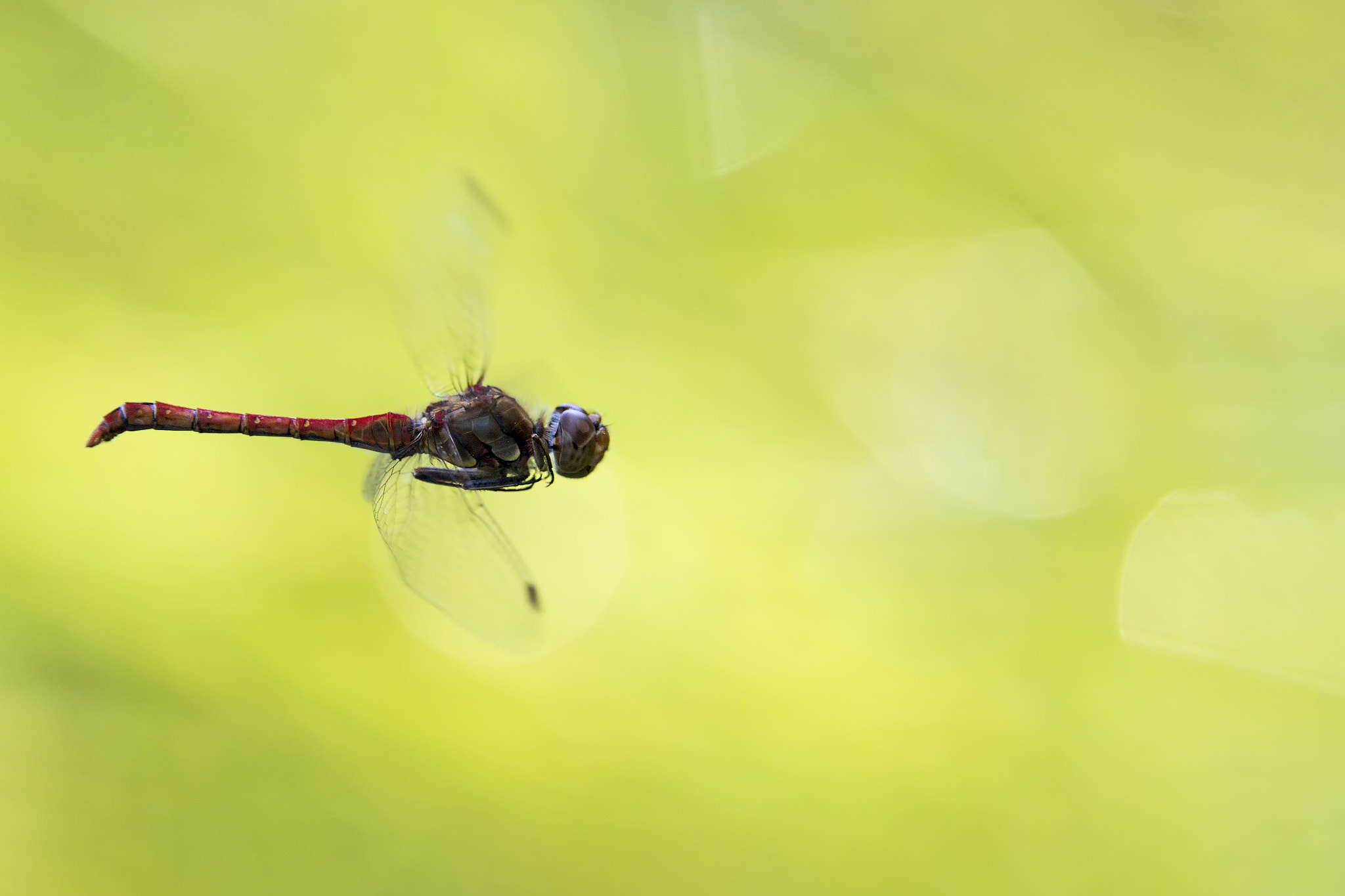 Canon EF 300mm F2.8L IS II USM sample photo. Weder möwe noch mosaikjungfer photography
