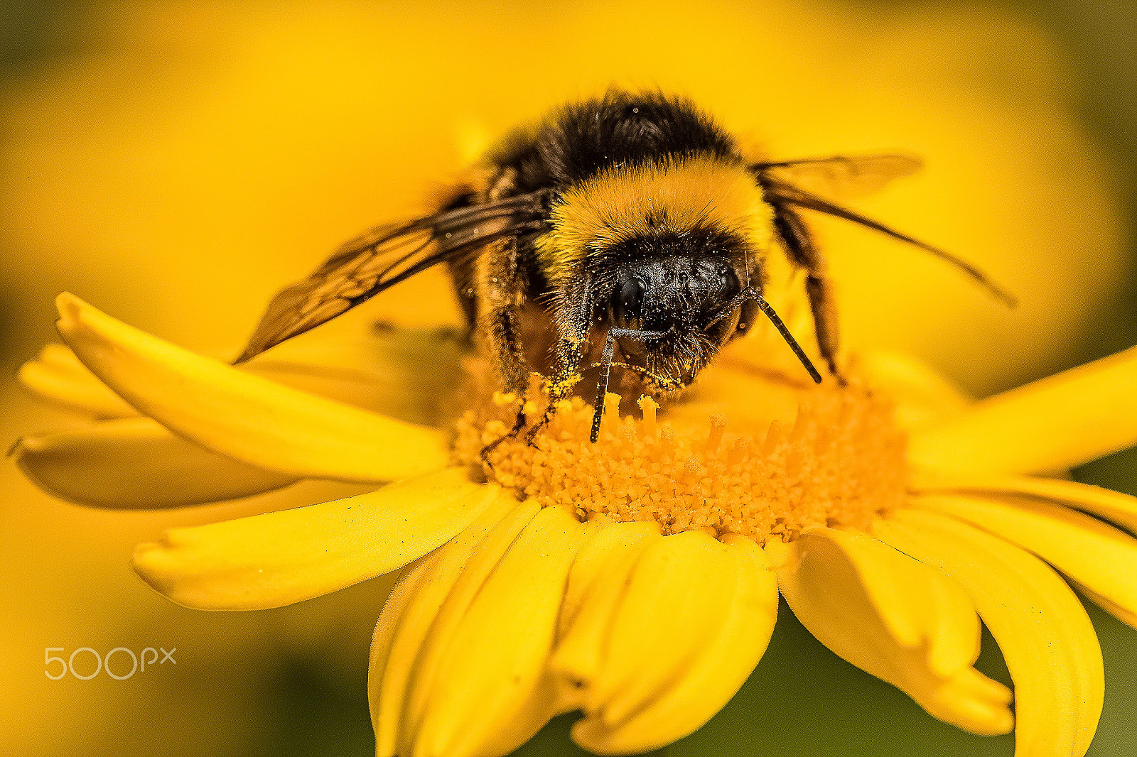 Canon EOS 5DS R + Tamron SP AF 180mm F3.5 Di LD (IF) Macro sample photo. Bombus terrestris photography