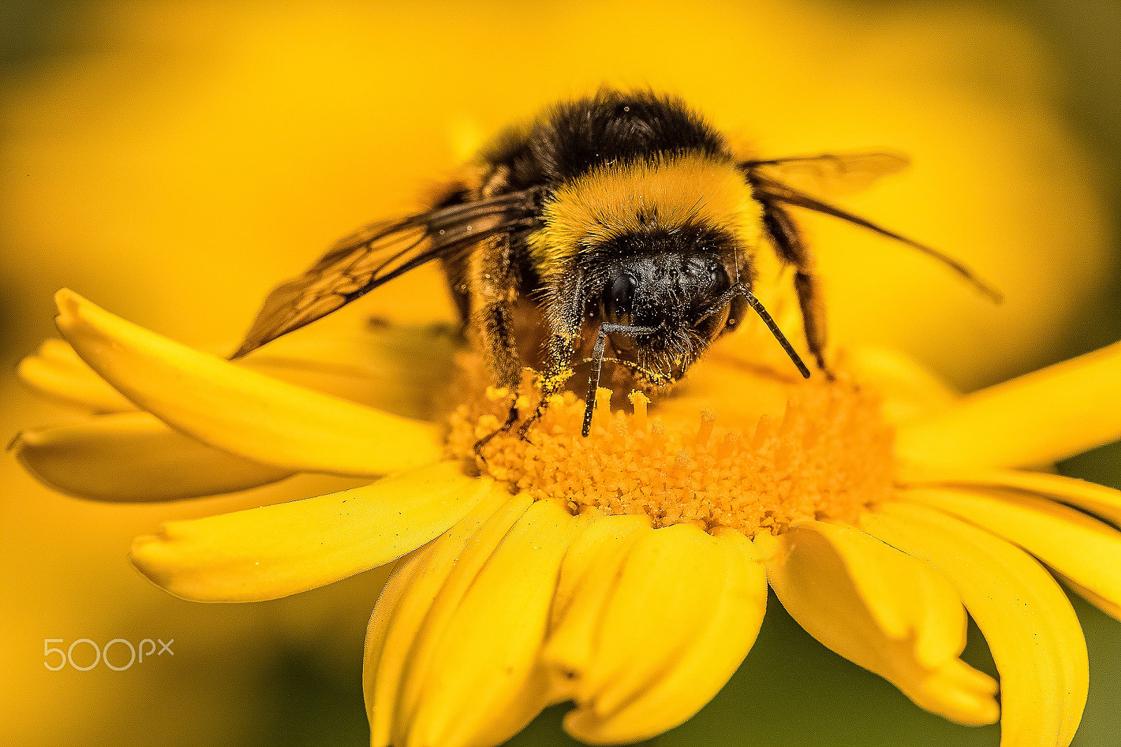 Tamron SP AF 180mm F3.5 Di LD (IF) Macro sample photo. Bombus terrestris photography