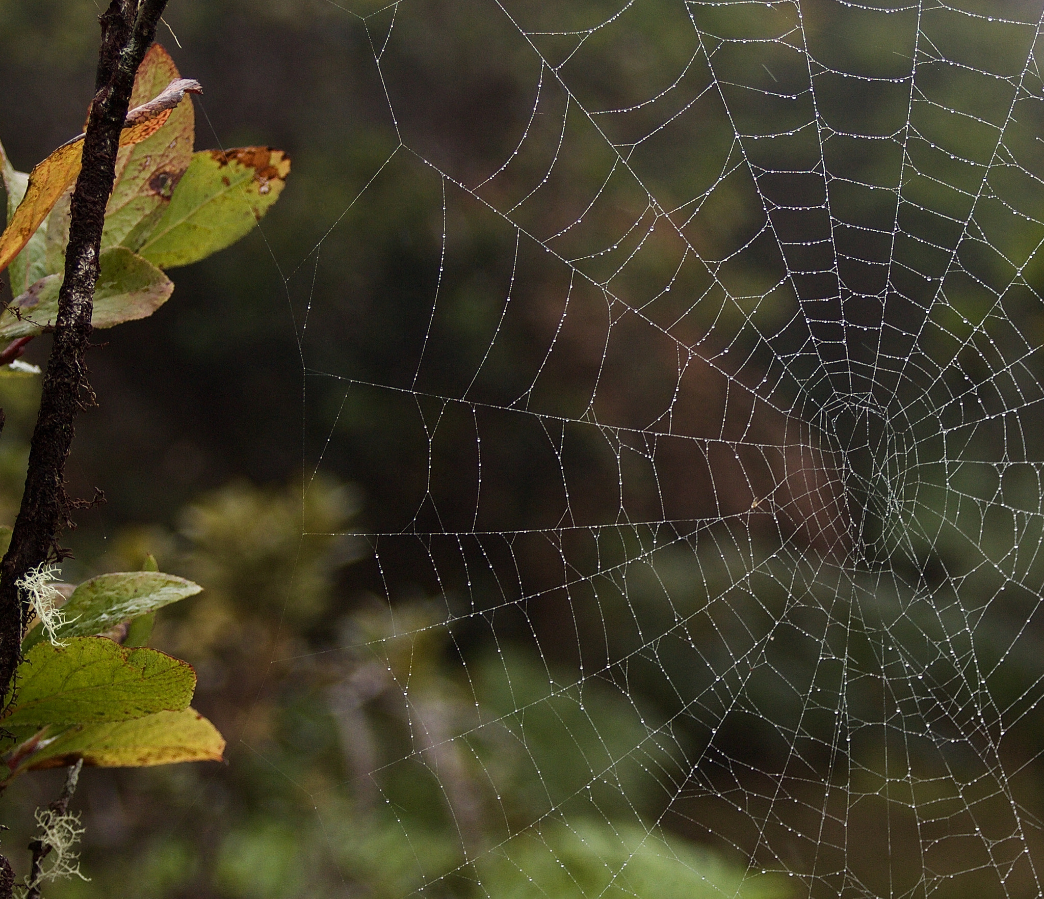 Canon EOS 550D (EOS Rebel T2i / EOS Kiss X4) sample photo. Spiderweb beauty photography