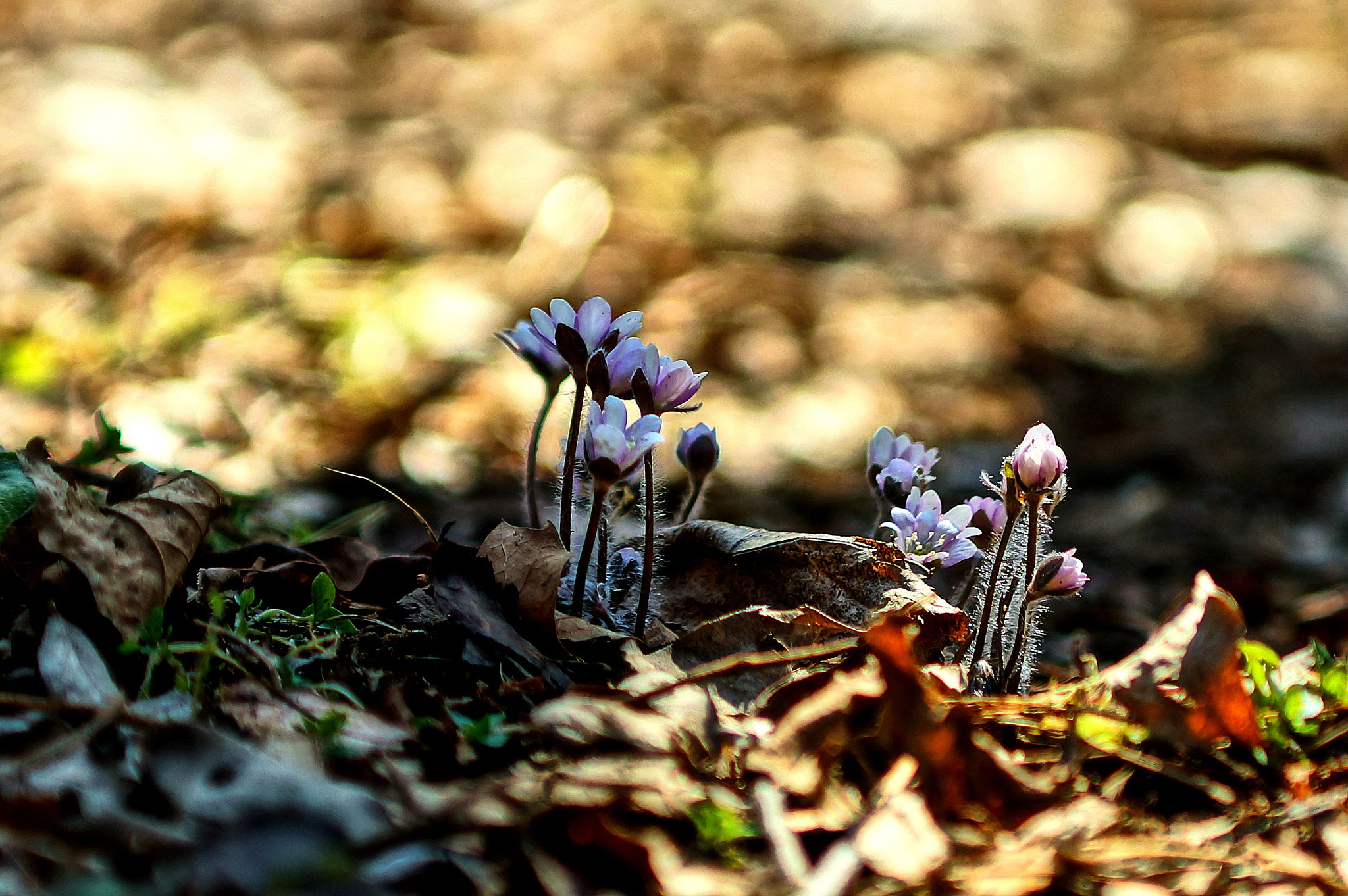 Sony SLT-A77 + Minolta/Sony AF 70-200mm F2.8 G sample photo. Hepatica asiatica photography