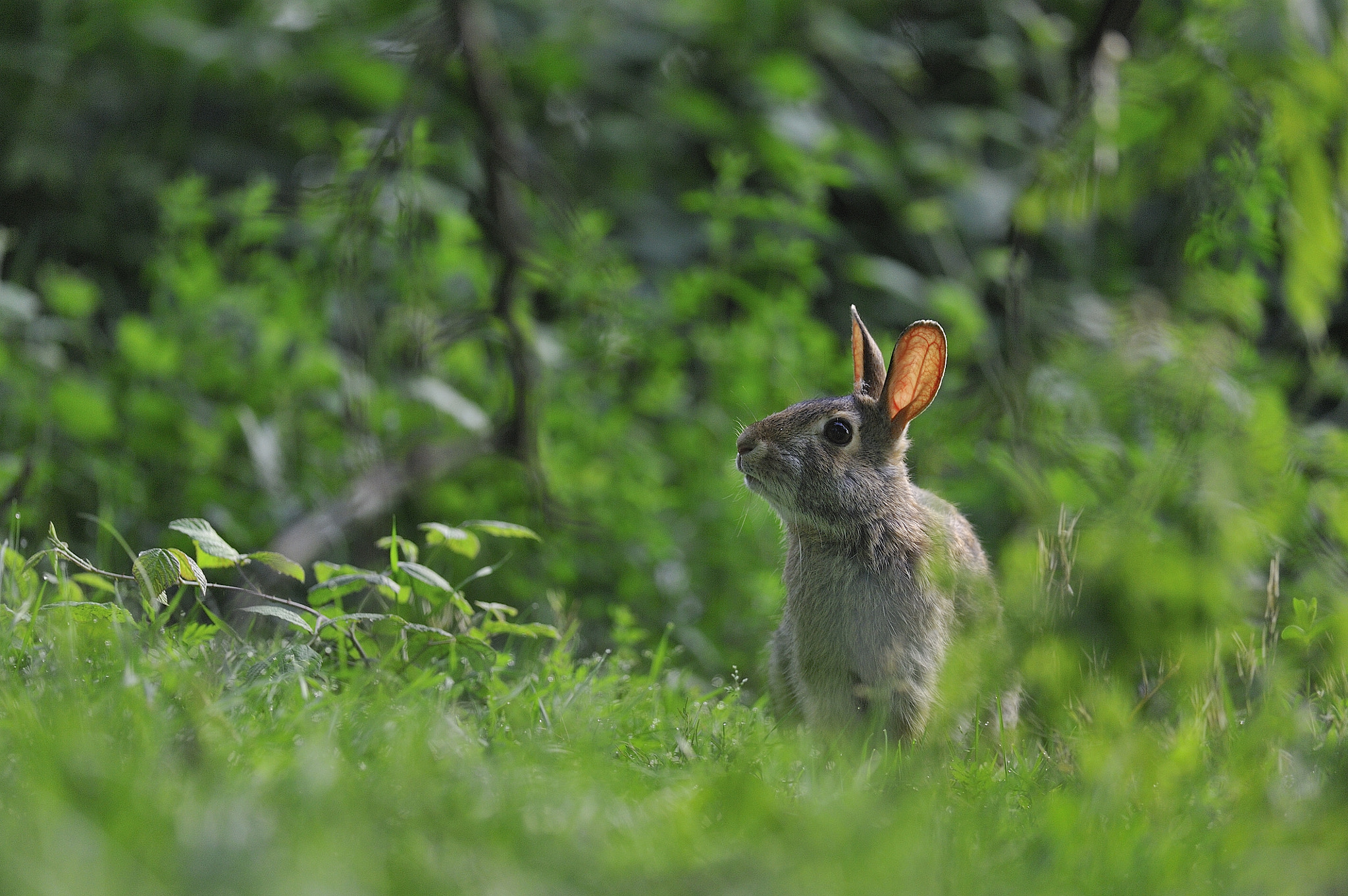 Nikon D700 + Nikon AF-S Nikkor 300mm F4D ED-IF sample photo. Eastern cottontail. photography