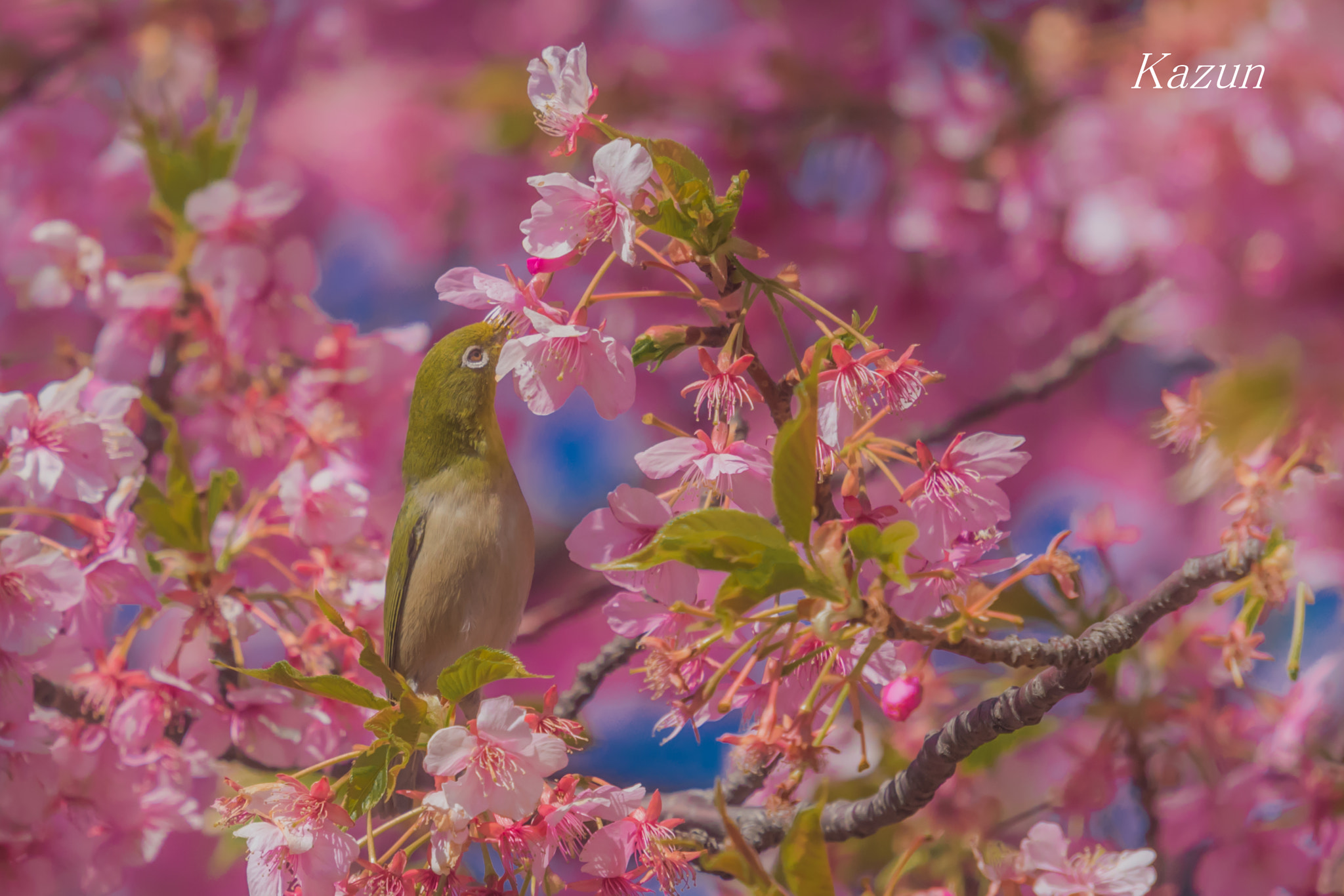 Nikon Nikkor AF-S 300mm F4E PF ED VR sample photo. Reach photography