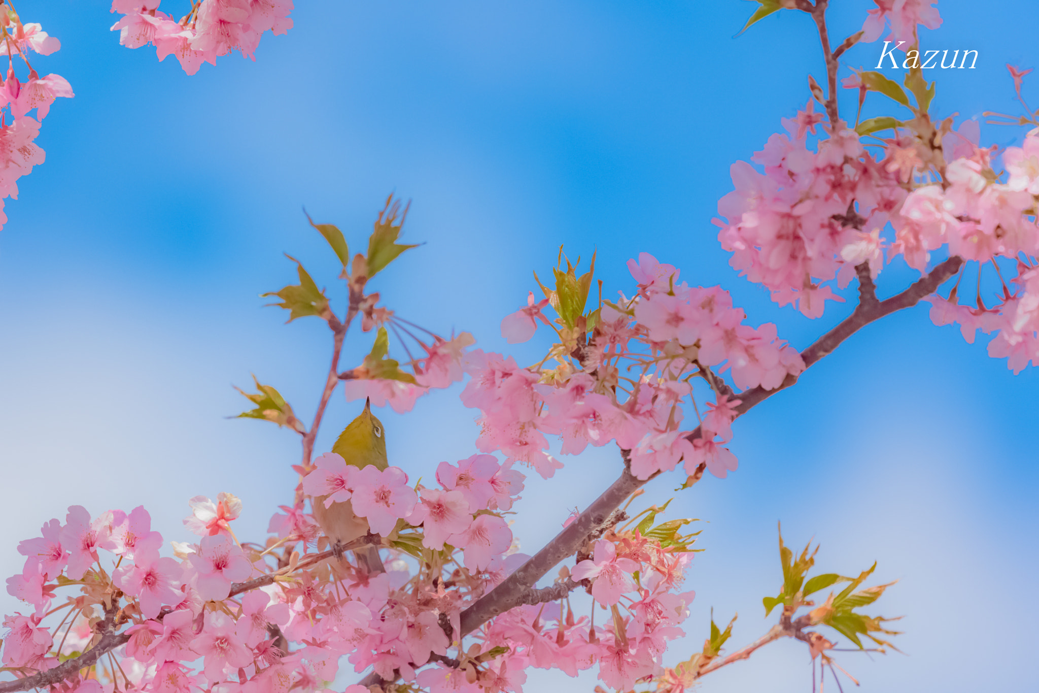 Nikon Nikkor AF-S 300mm F4E PF ED VR sample photo. Reach? photography