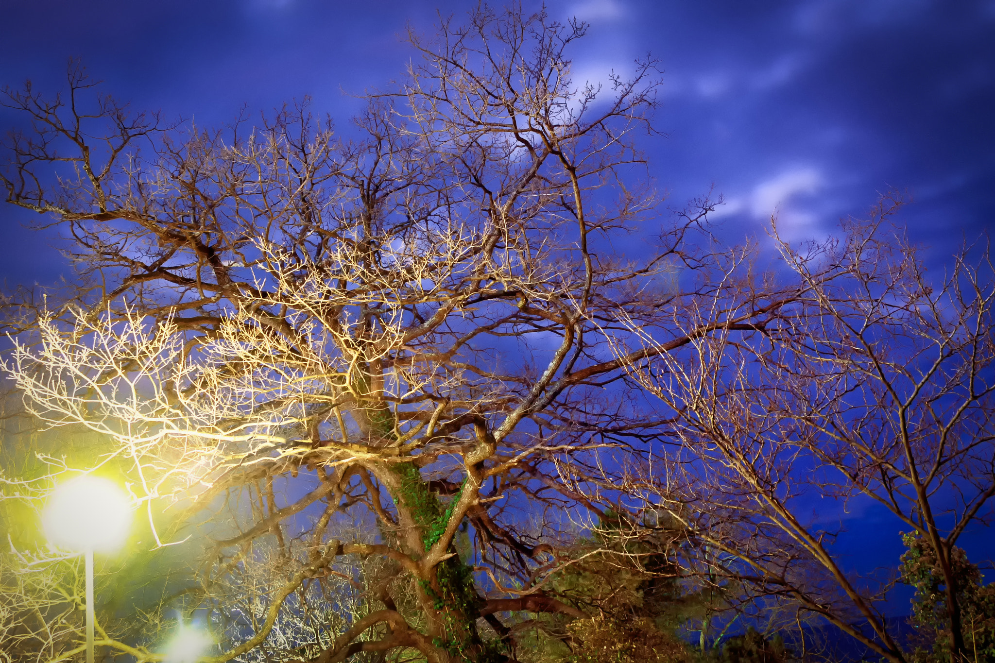 Canon EF 28-105mm f/3.5-4.5 USM sample photo. Night tree photography