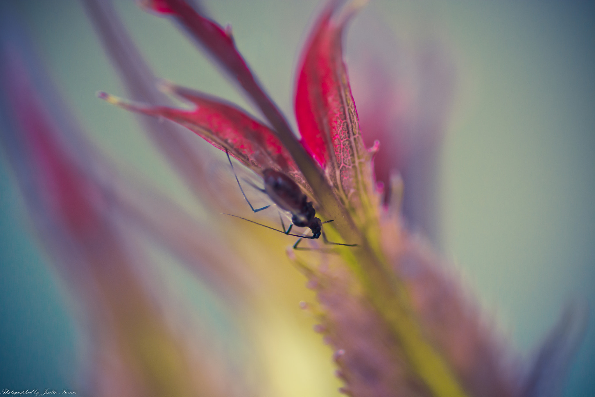 Sigma 105mm F2.8 EX DG OS HSM sample photo. Bug photography
