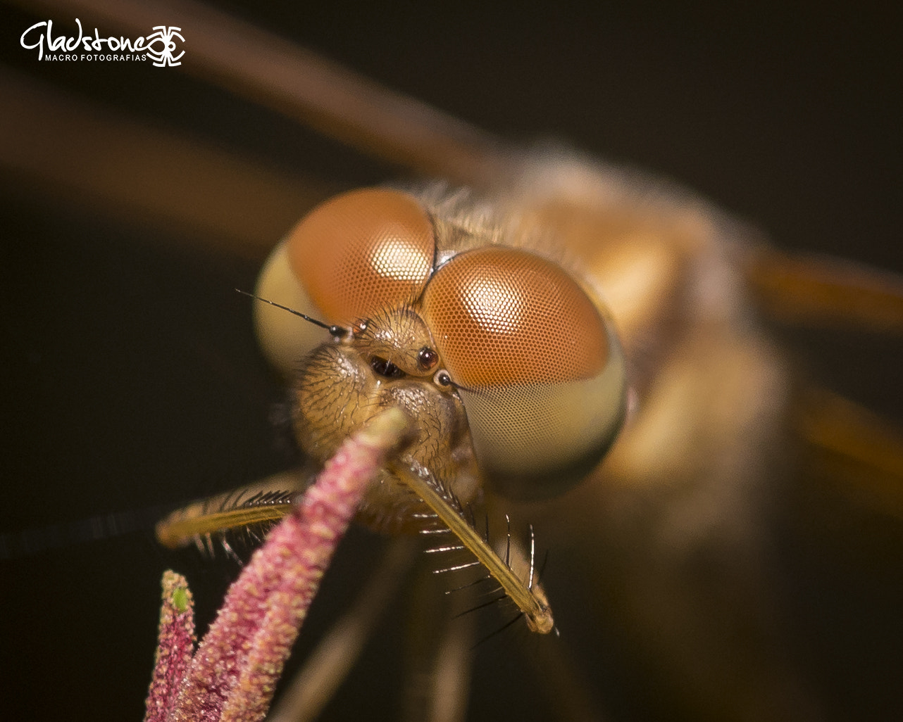 Sigma 105mm F2.8 EX DG OS HSM sample photo. Dragonfly photography