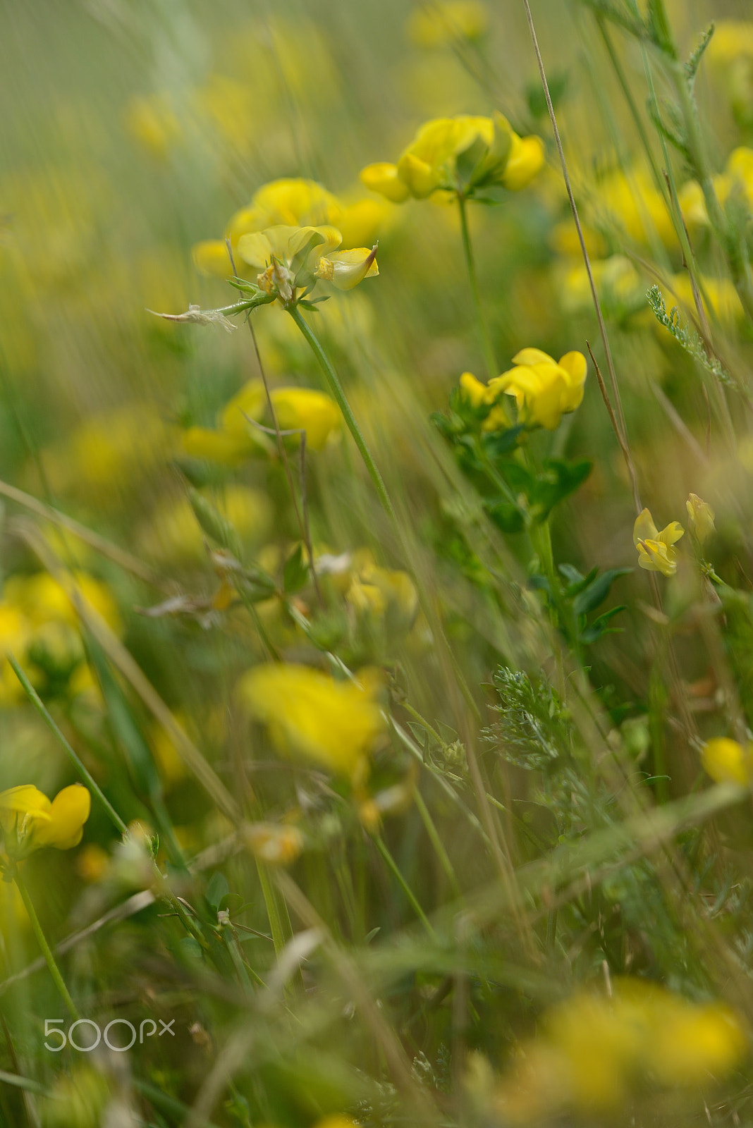 Nikon D800 sample photo. Meadow photography
