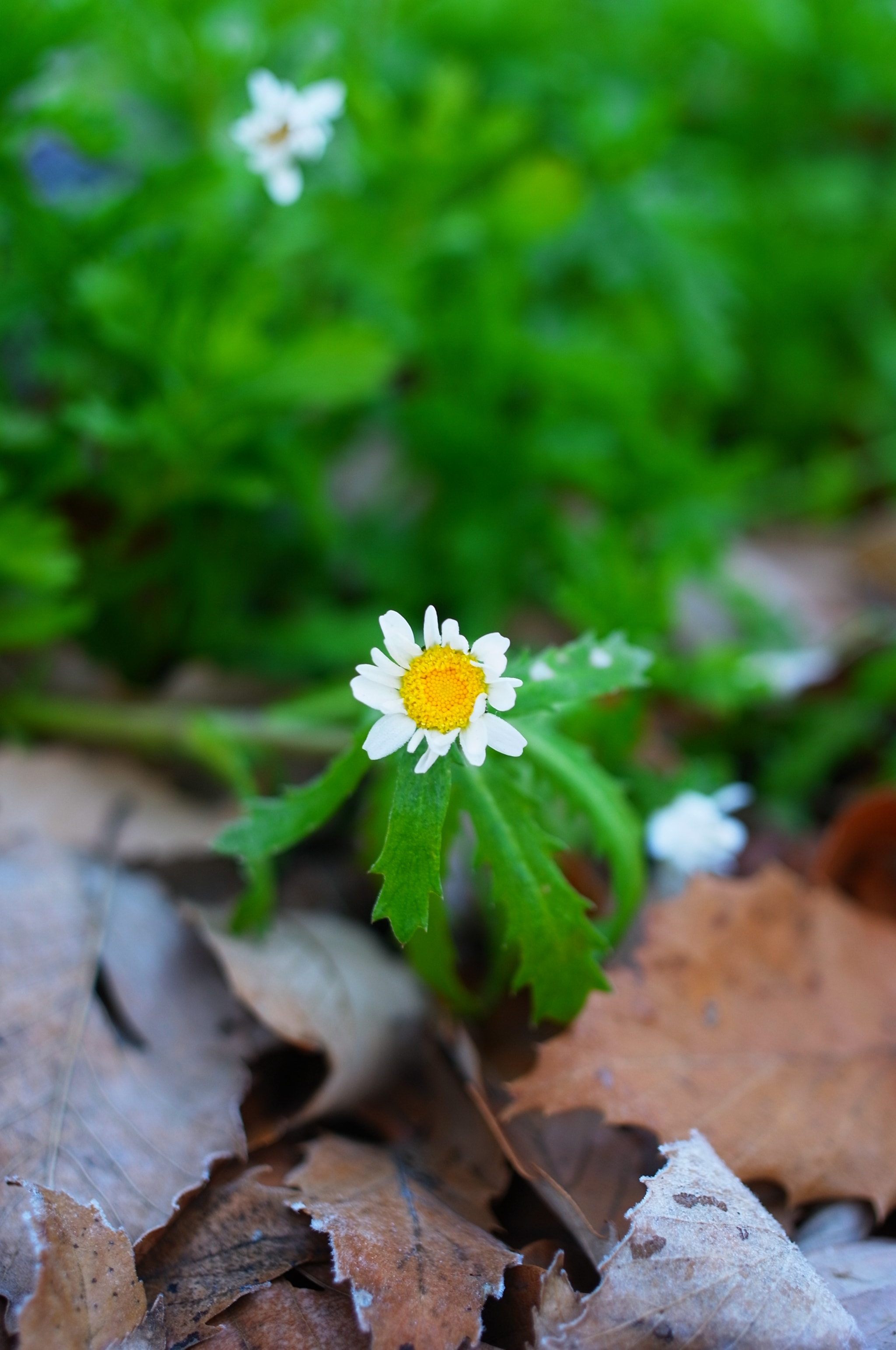 Ricoh GXR A12 sample photo. Small winter flower photography