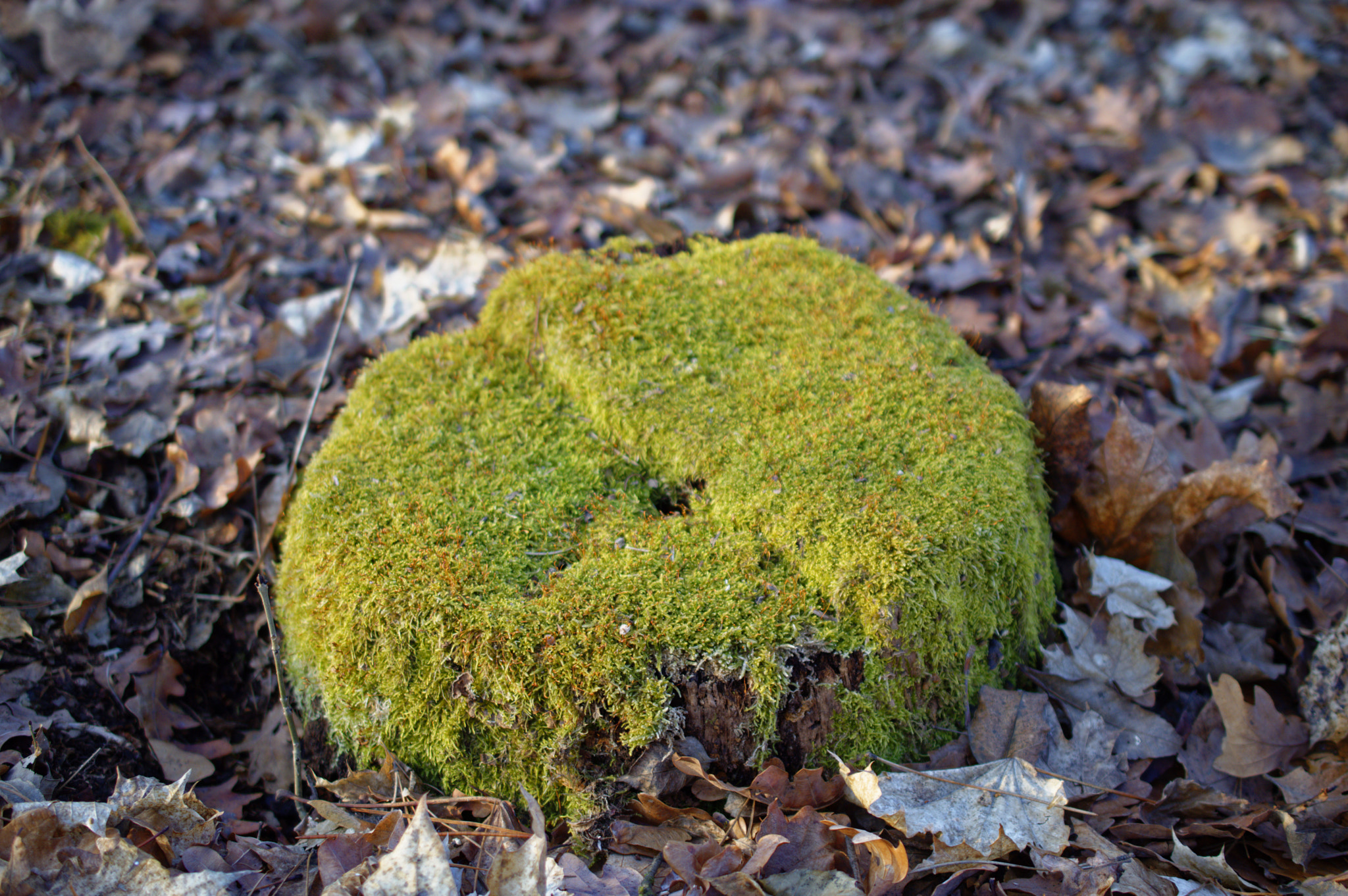 Nikon AF-S DX Micro Nikkor 40mm F2.8 sample photo. Moss photography